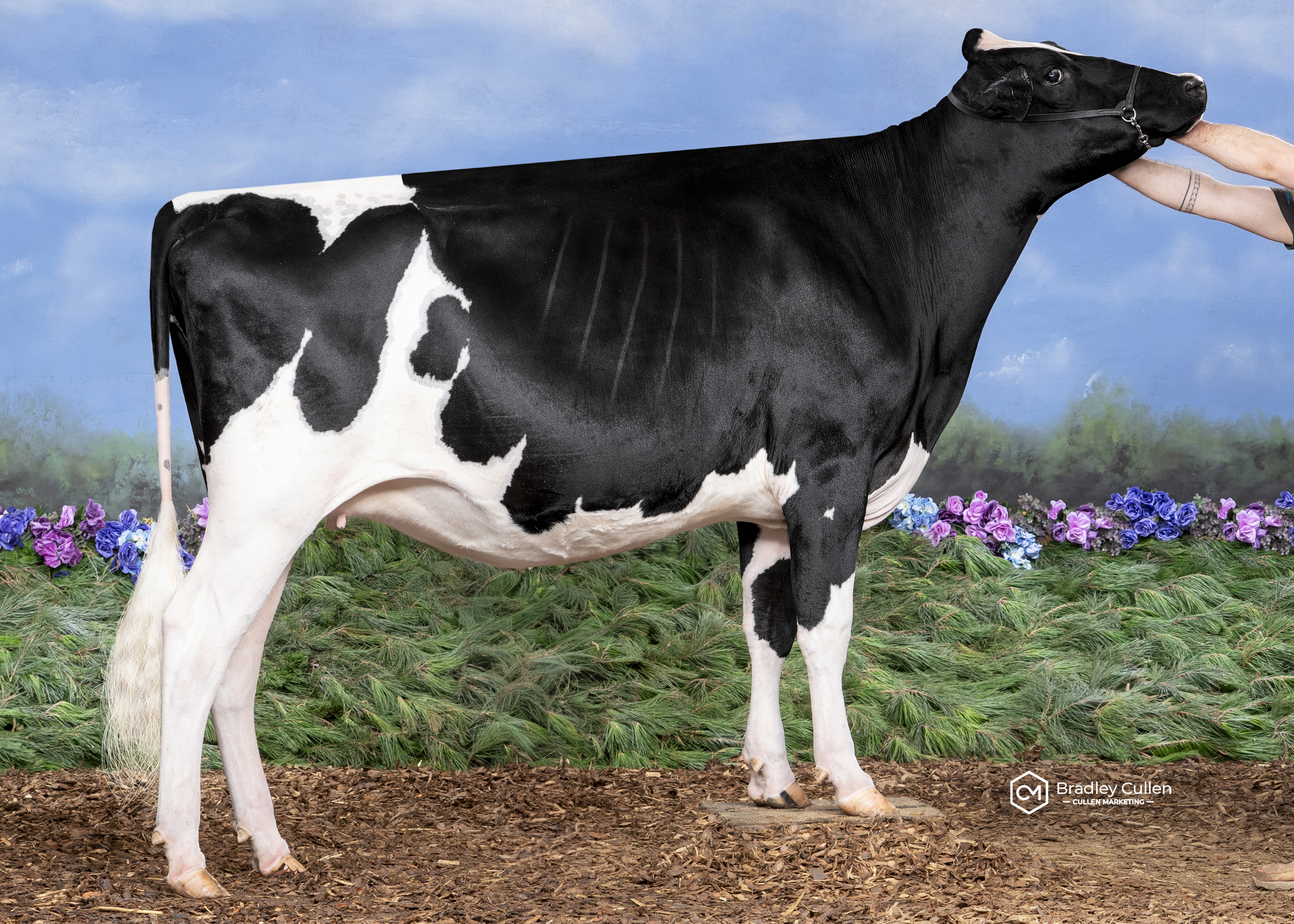 Gorbro Arrowrad Tiffany-ET