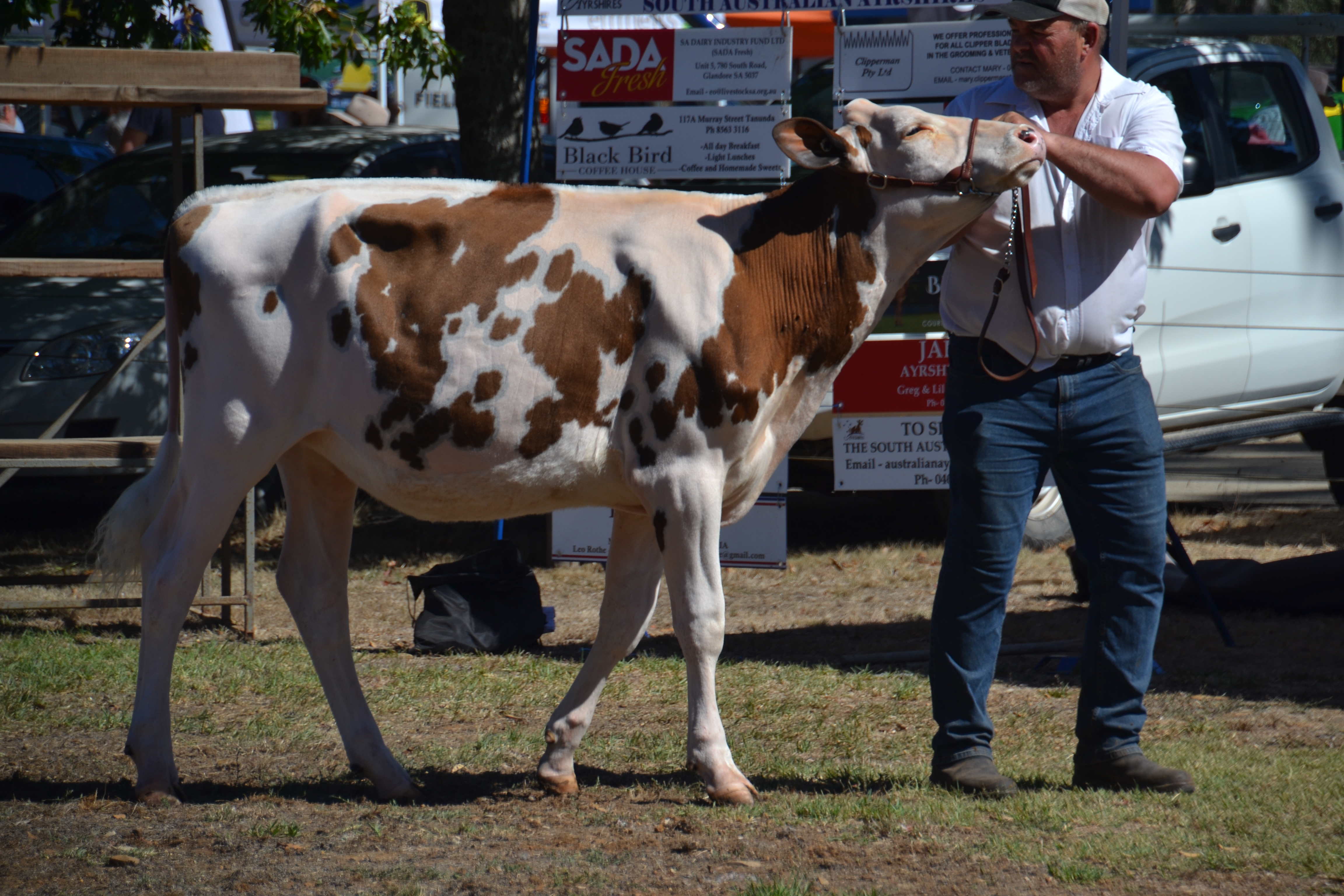 Windy Vale Mirand Elegance-Red-PO