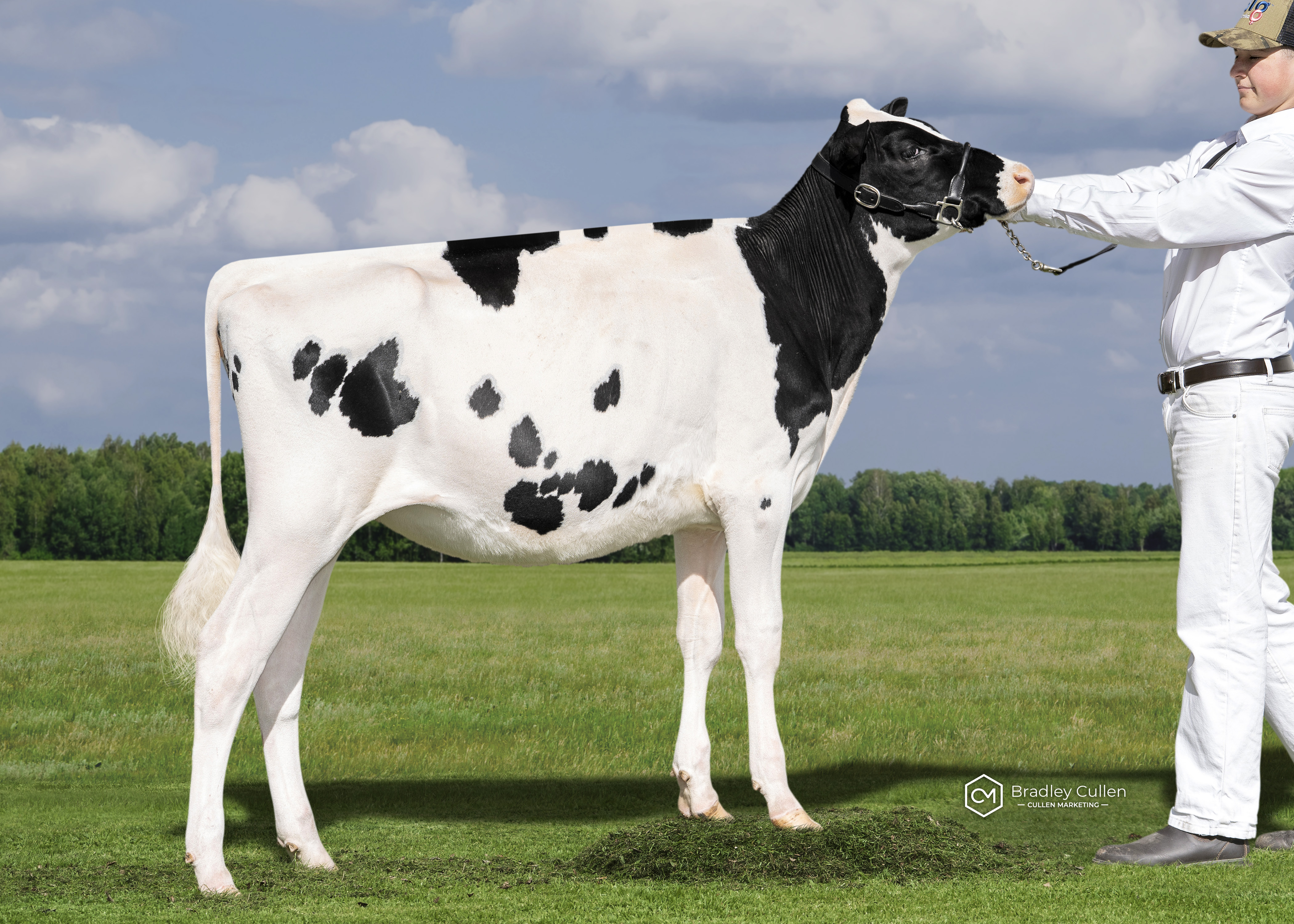 Kings View T Davinci Coco