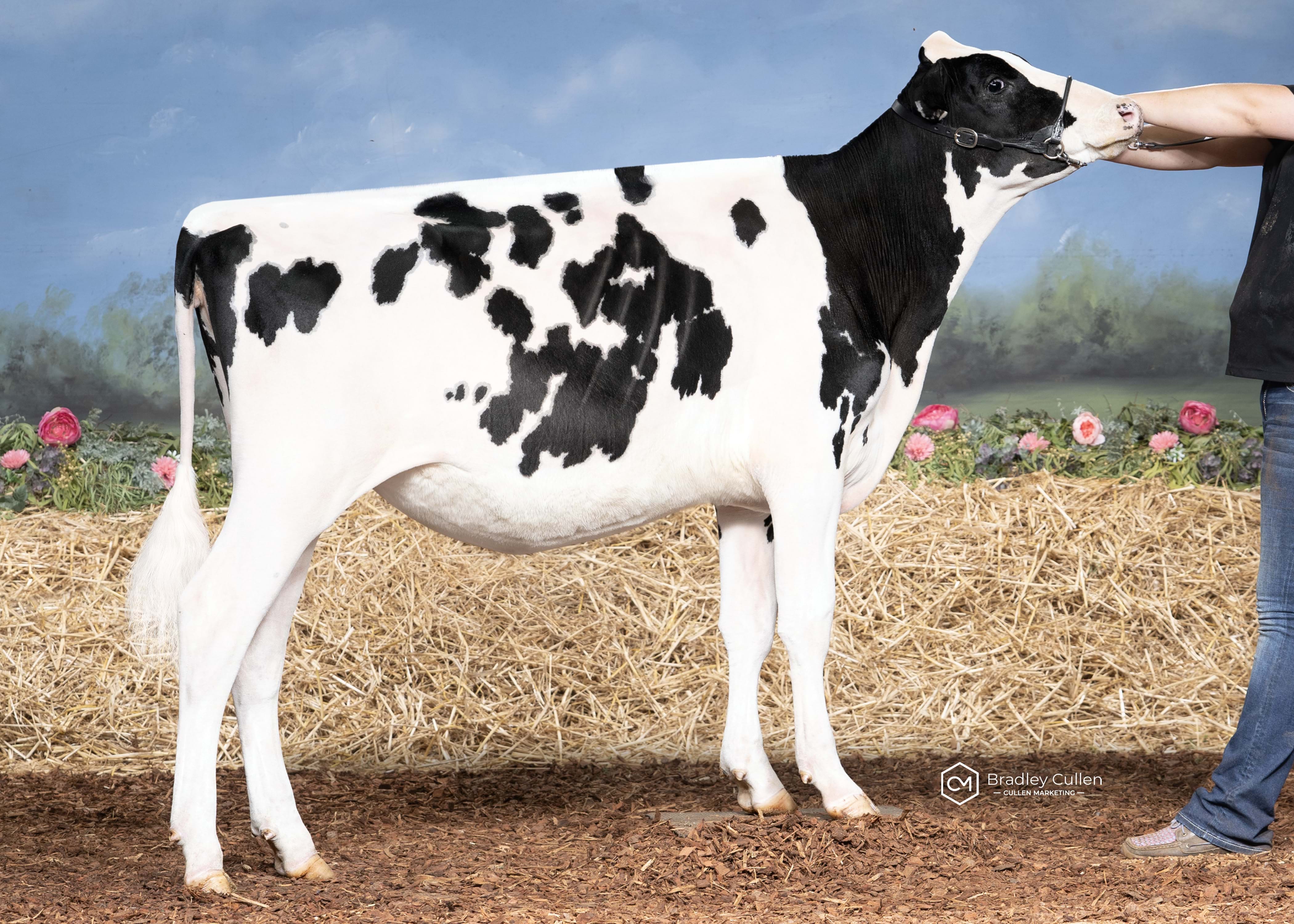 HM - Cherrylock Chief Chassity