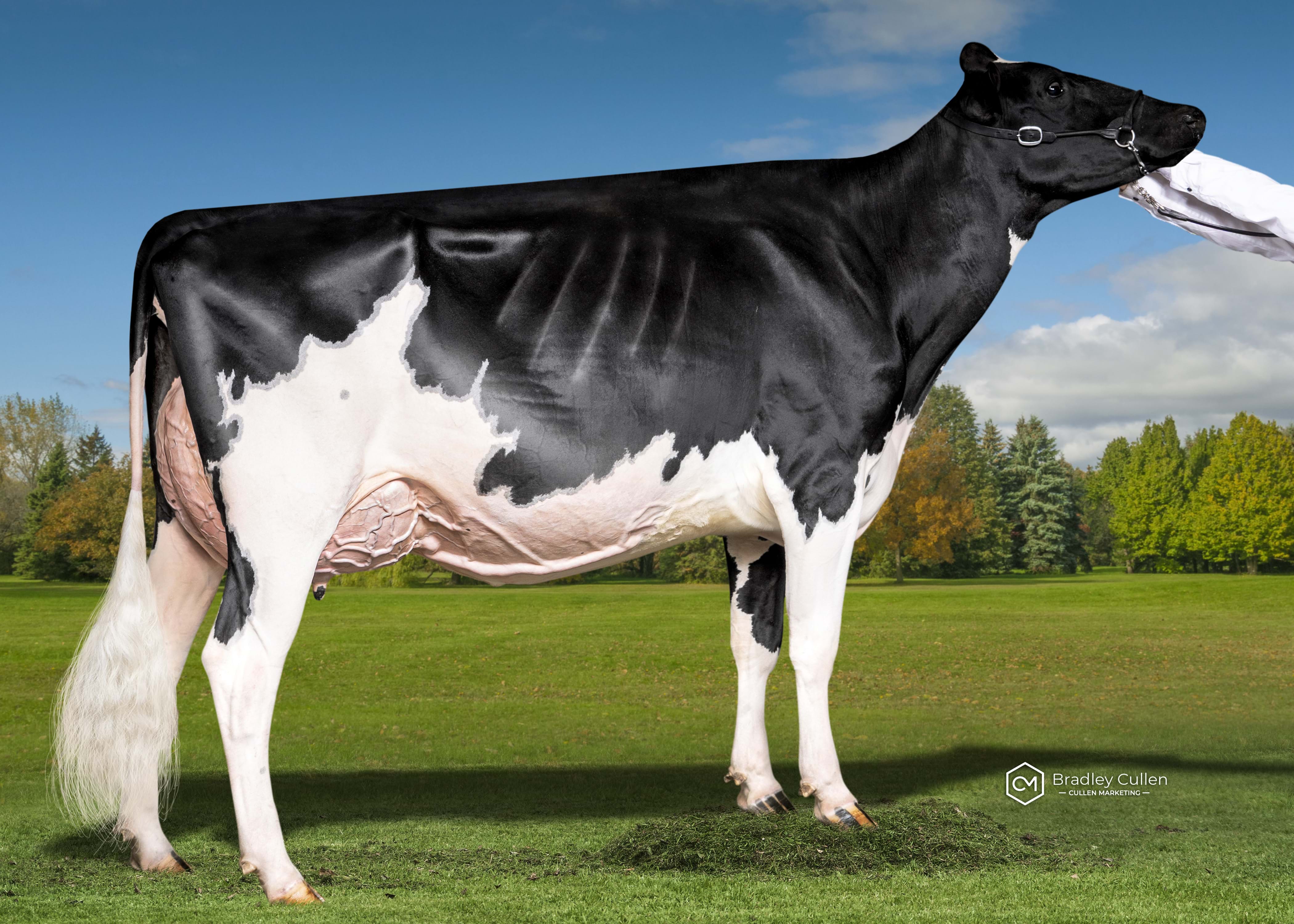 3 Year Old:
Winwood Tatoo Lightsout