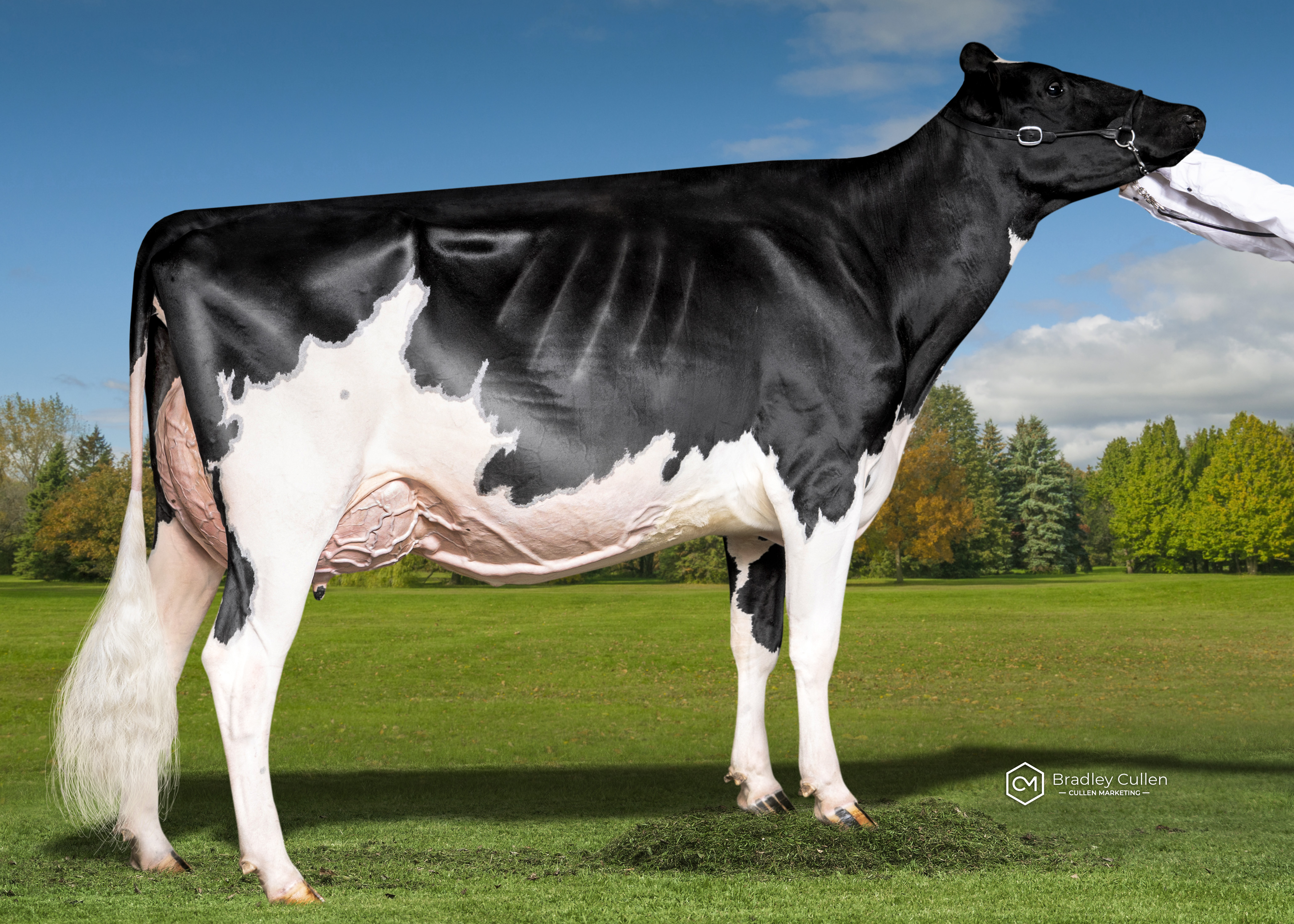 WINNER - Winwood Tatoo Lightsout