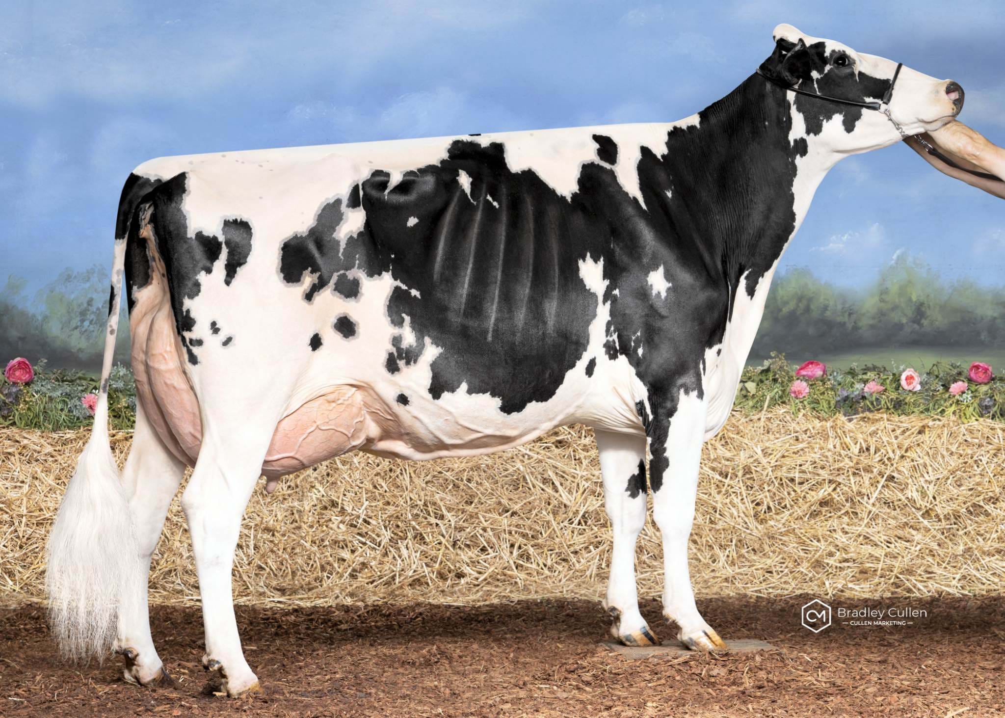 5TH - Clydevale Solomon Liz