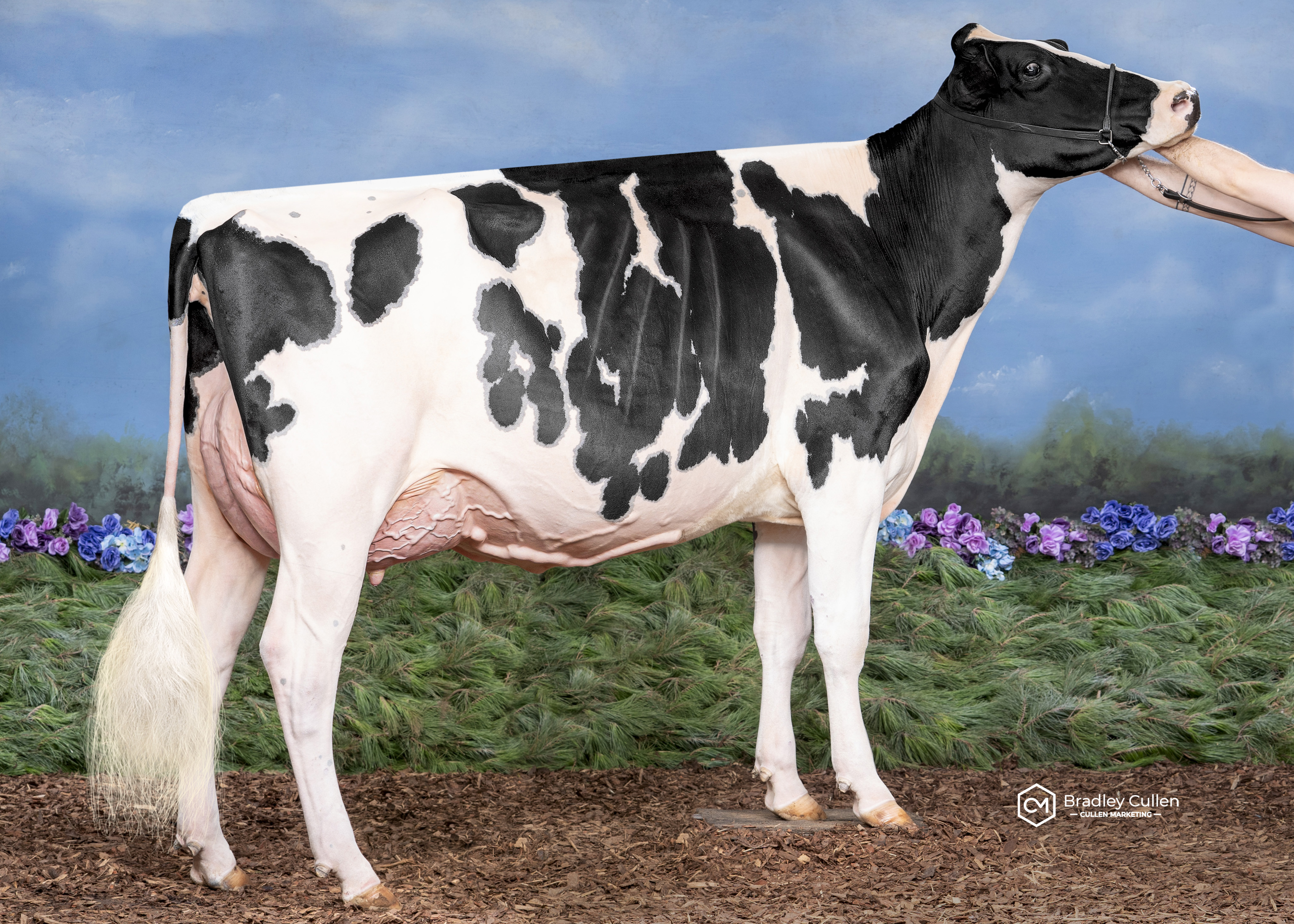 Eclipse Perennial C Princess