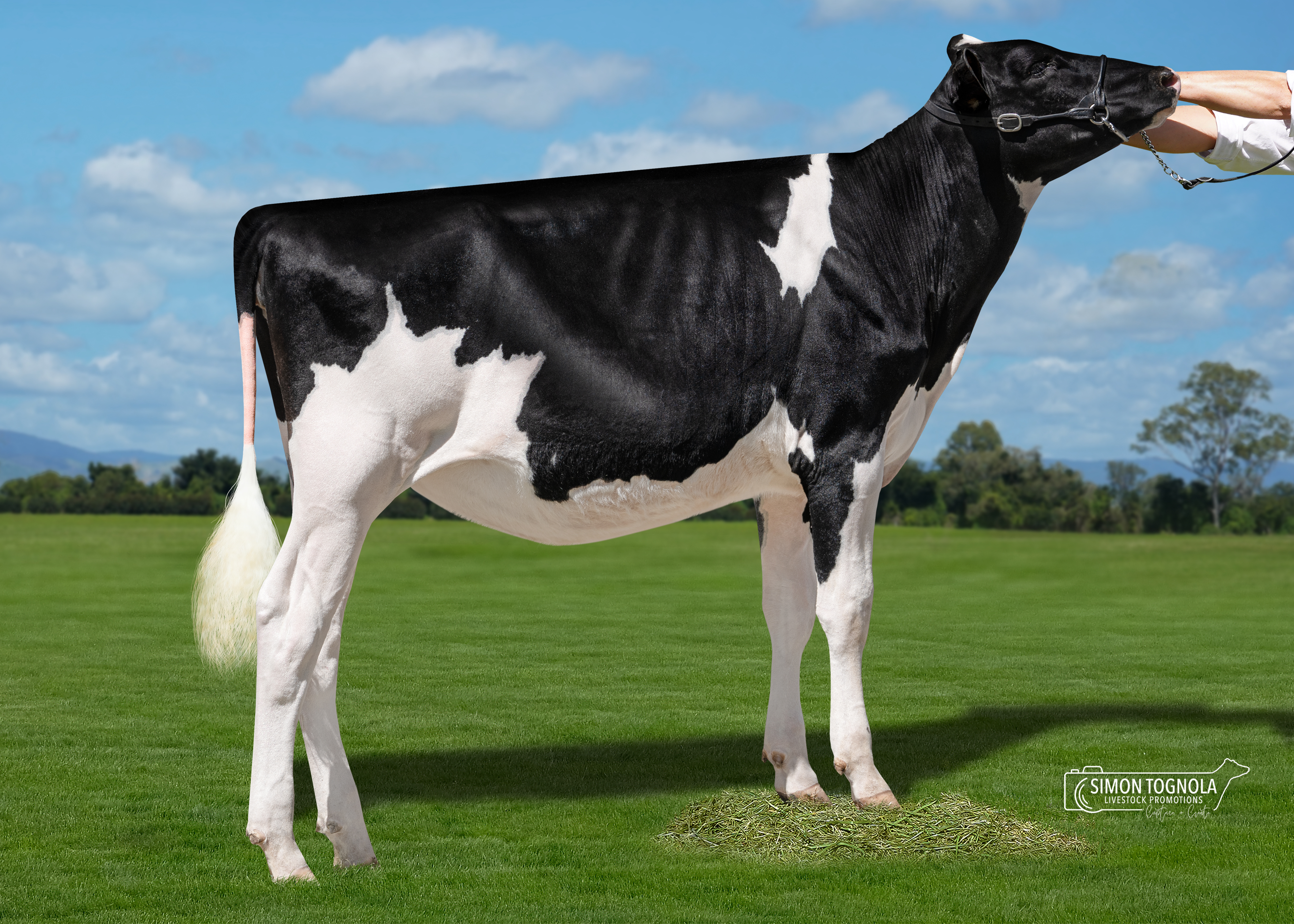 Winwood BB Tatoo Nico-ET