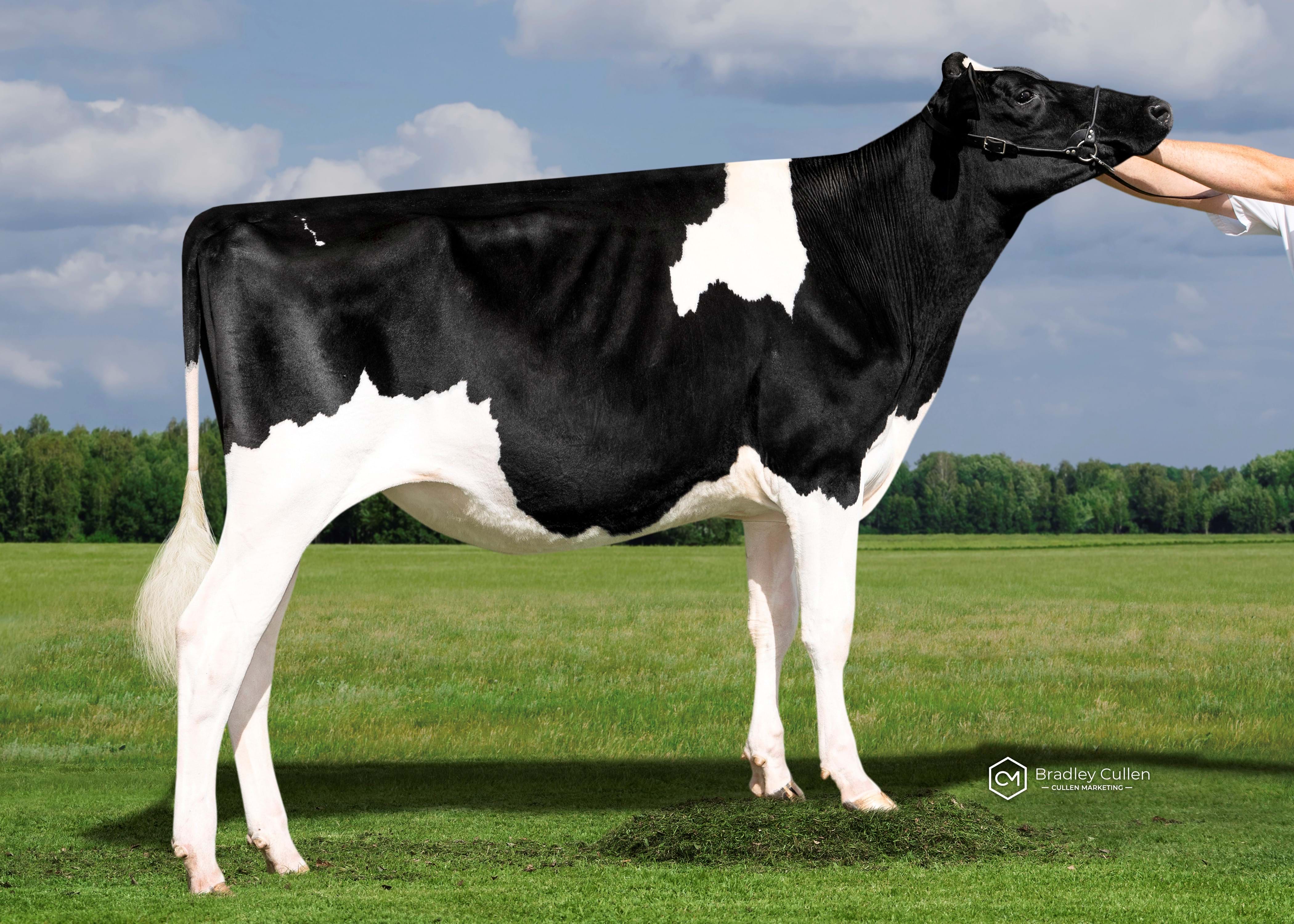 Grantley Sidekick Fifi