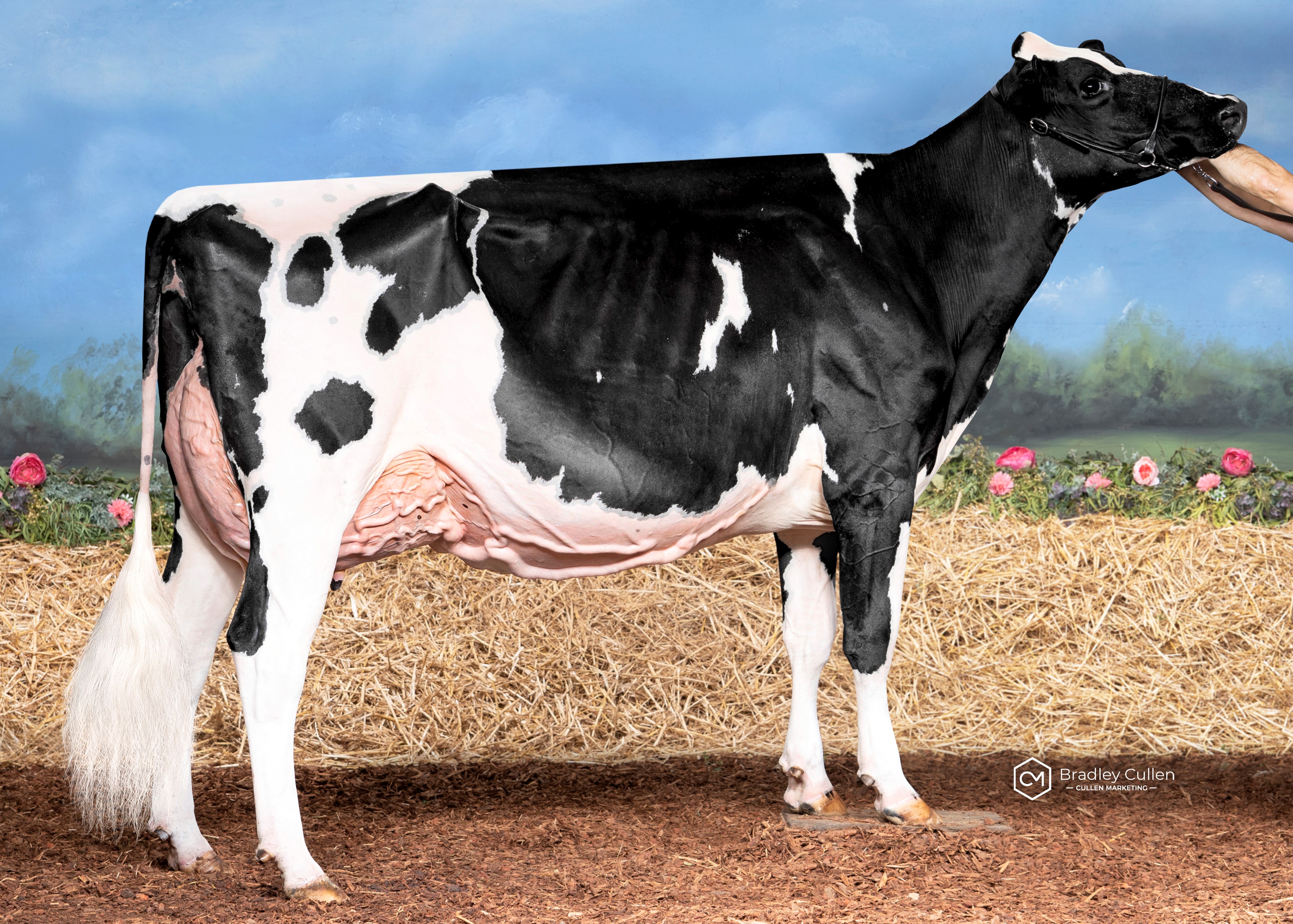 HM: Instyle Solomon Dahlia