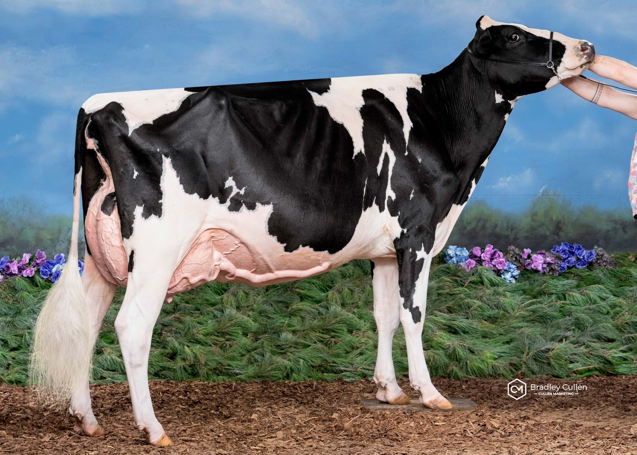 Elm Banks Chief Princess