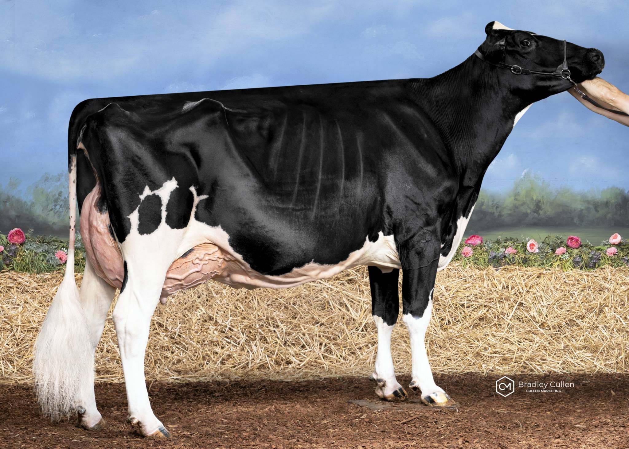 5TH - Clydevale Solomon Sunset-ET