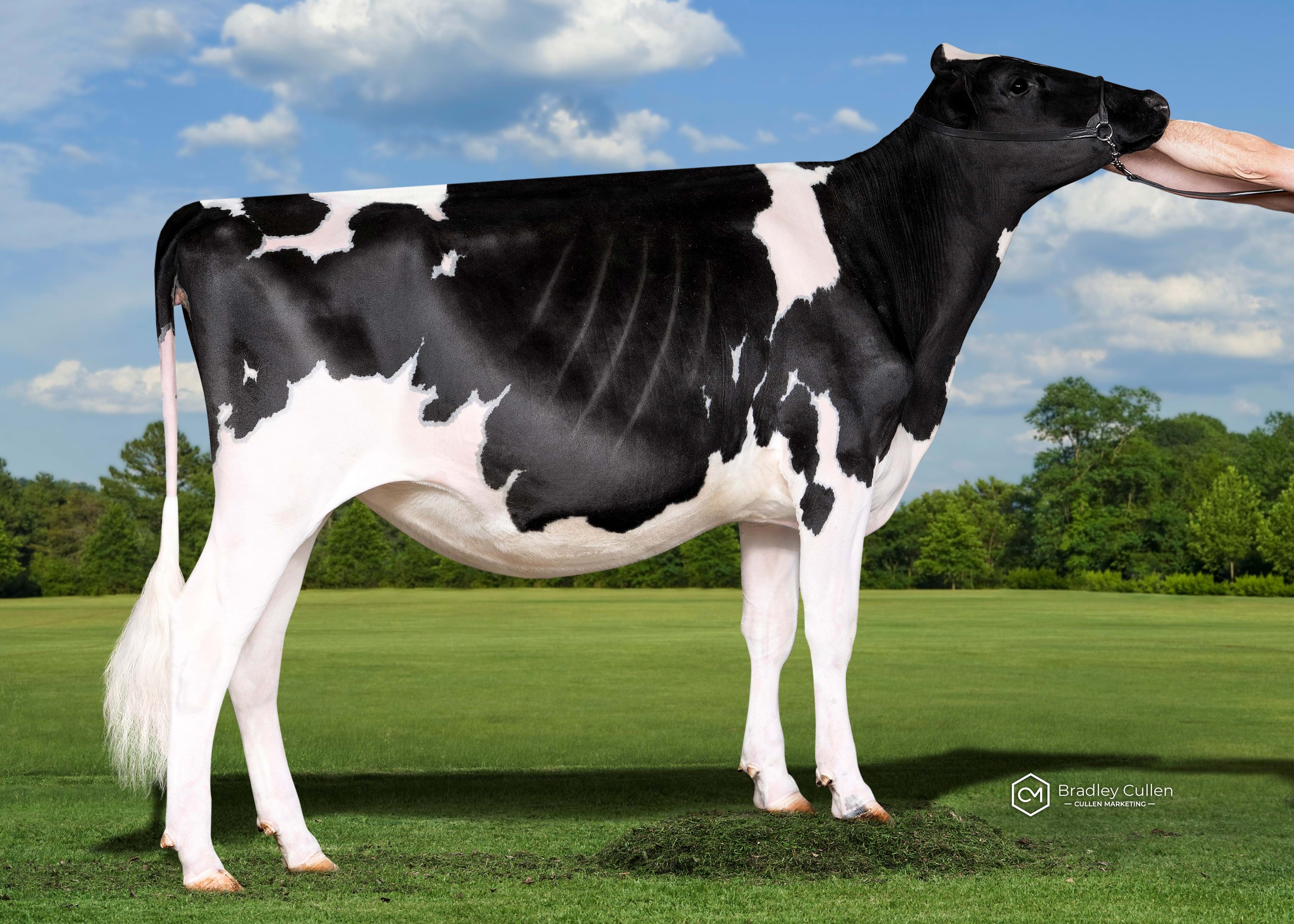 WINNER - Mario Park Chief Alicia-ET