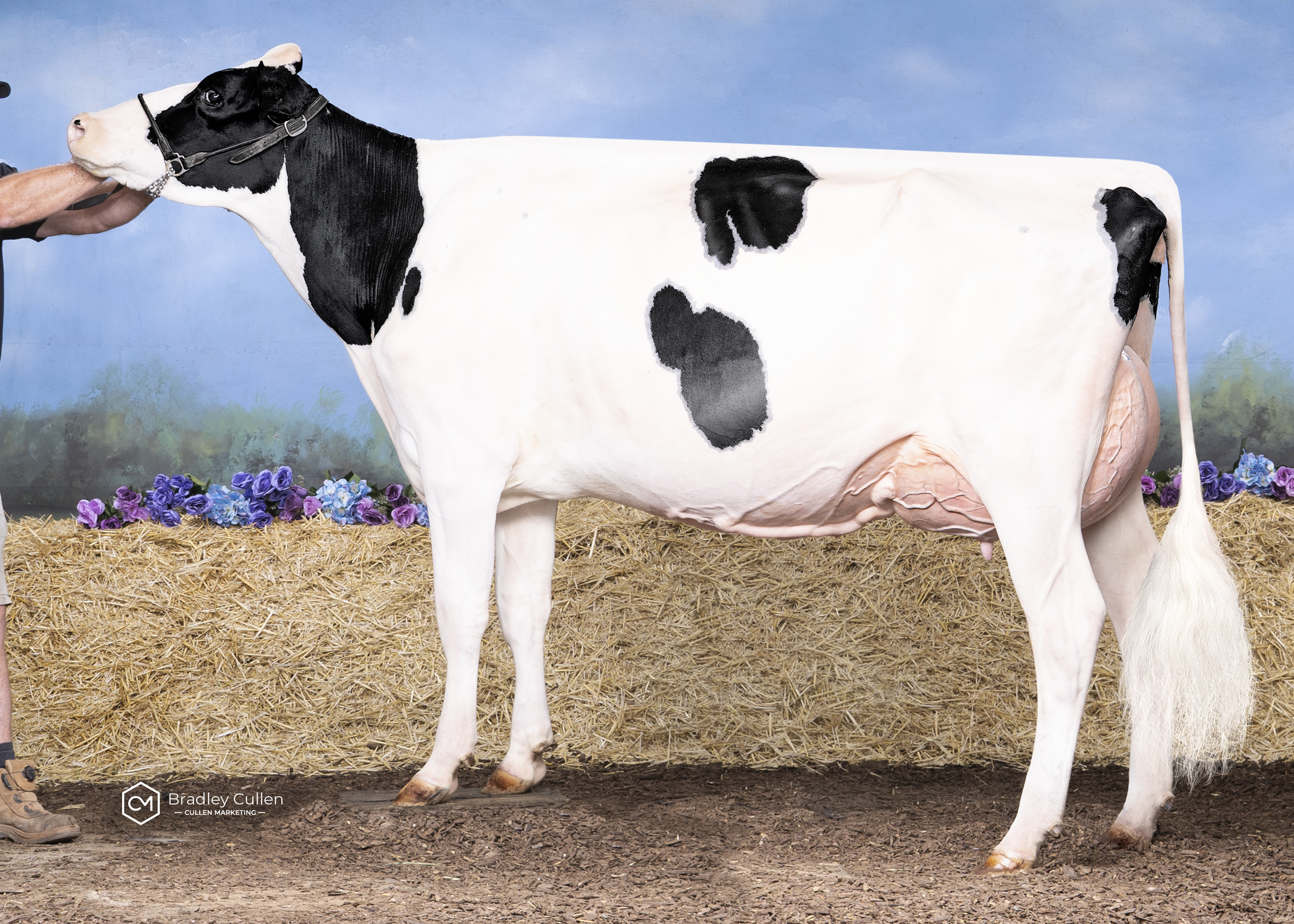 3 Year Old - In Milk