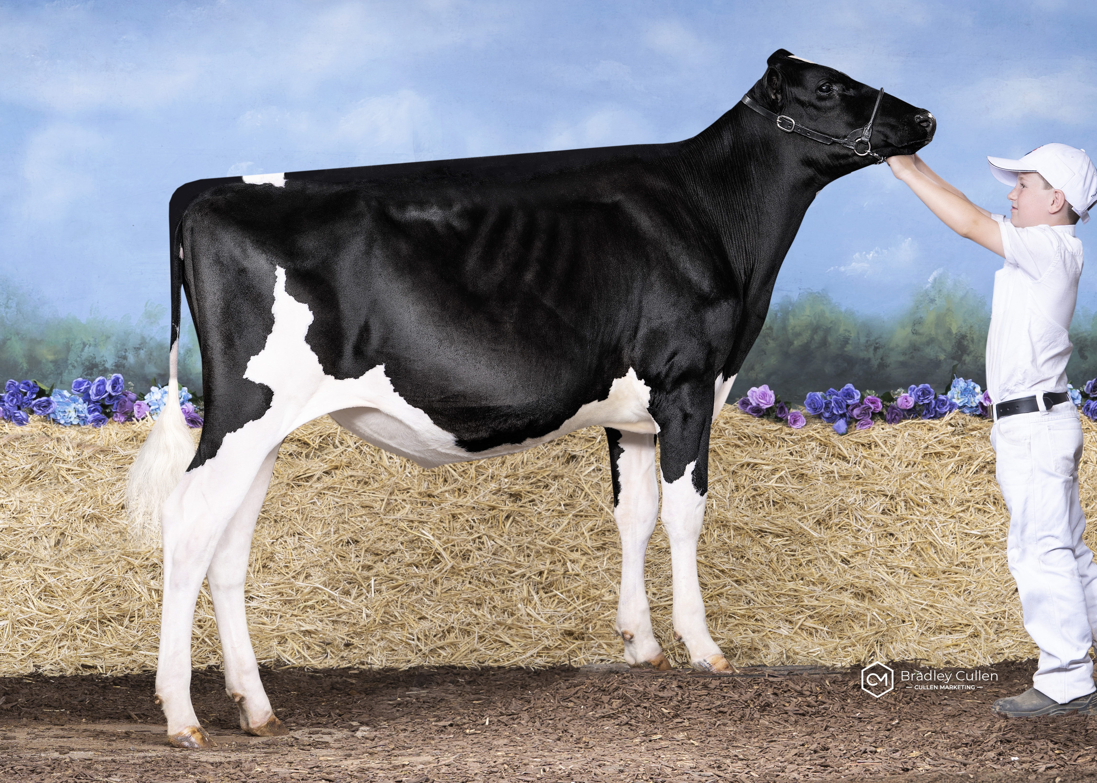 All Australian Calf Class