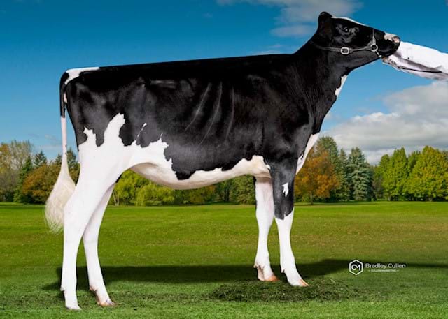 6TH - Hillview Park Radio Trixie