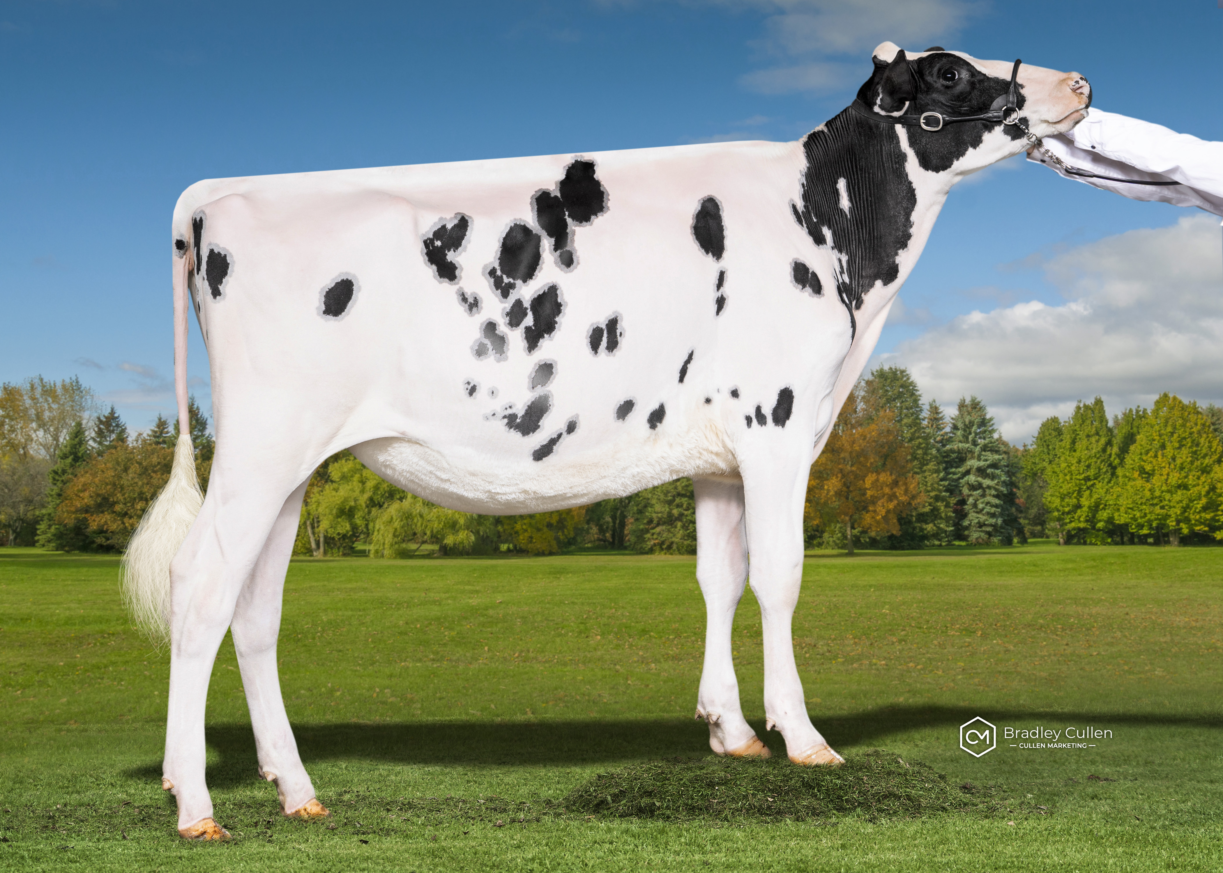 Senior Yearling (Under 15 mths)
Brindabella Chief S Nan