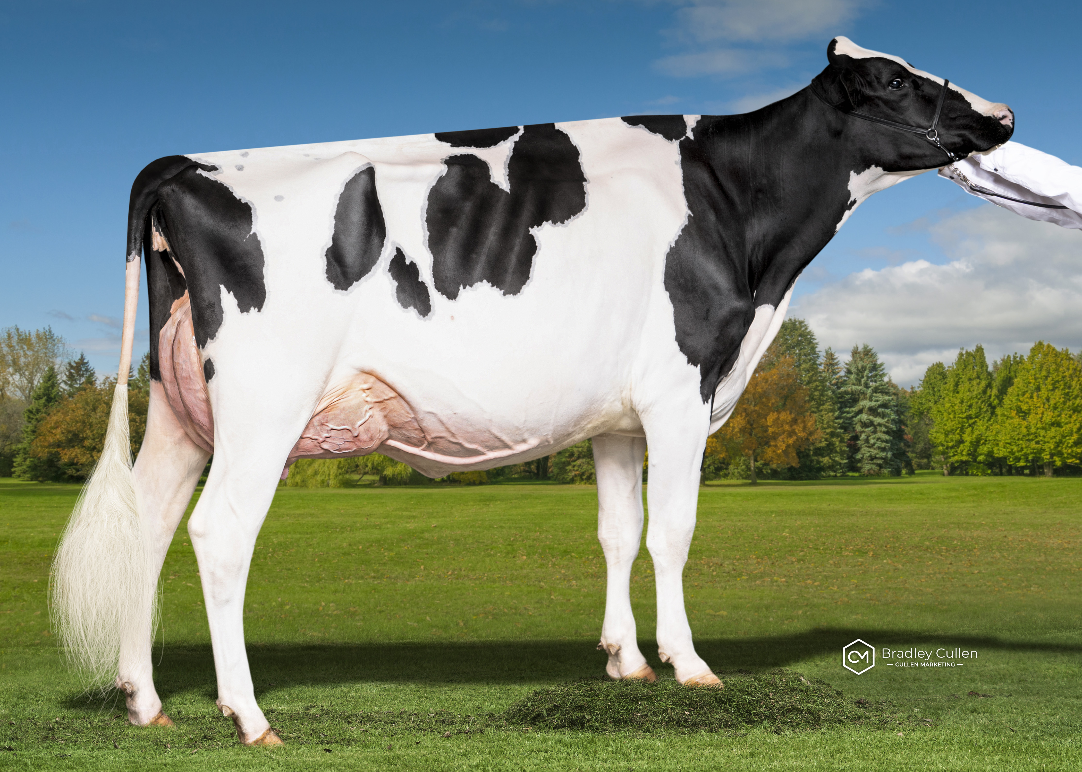 4TH - Brindabella Kingdoc G Natalie