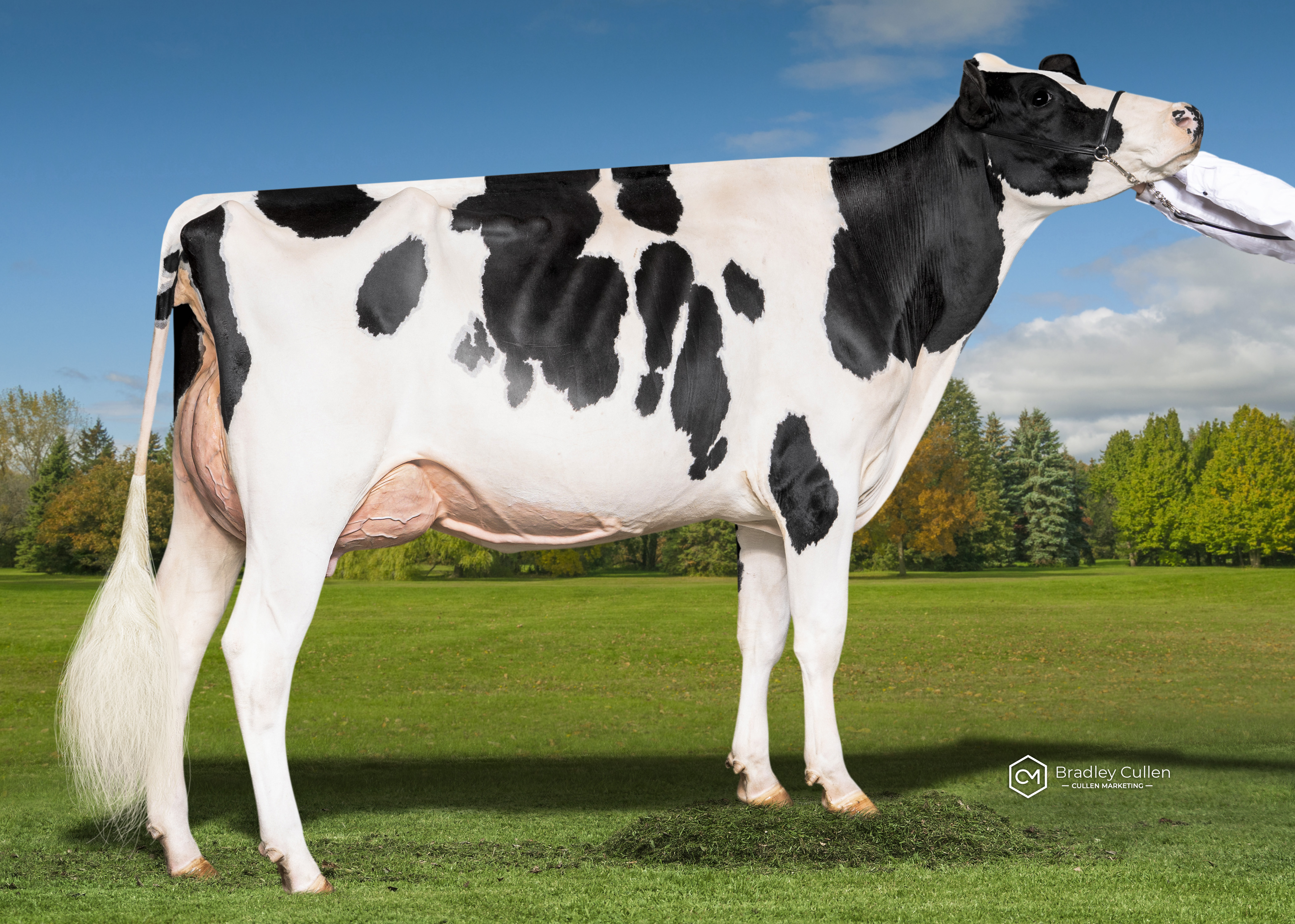 5TH - Starcrest Lambda Sally