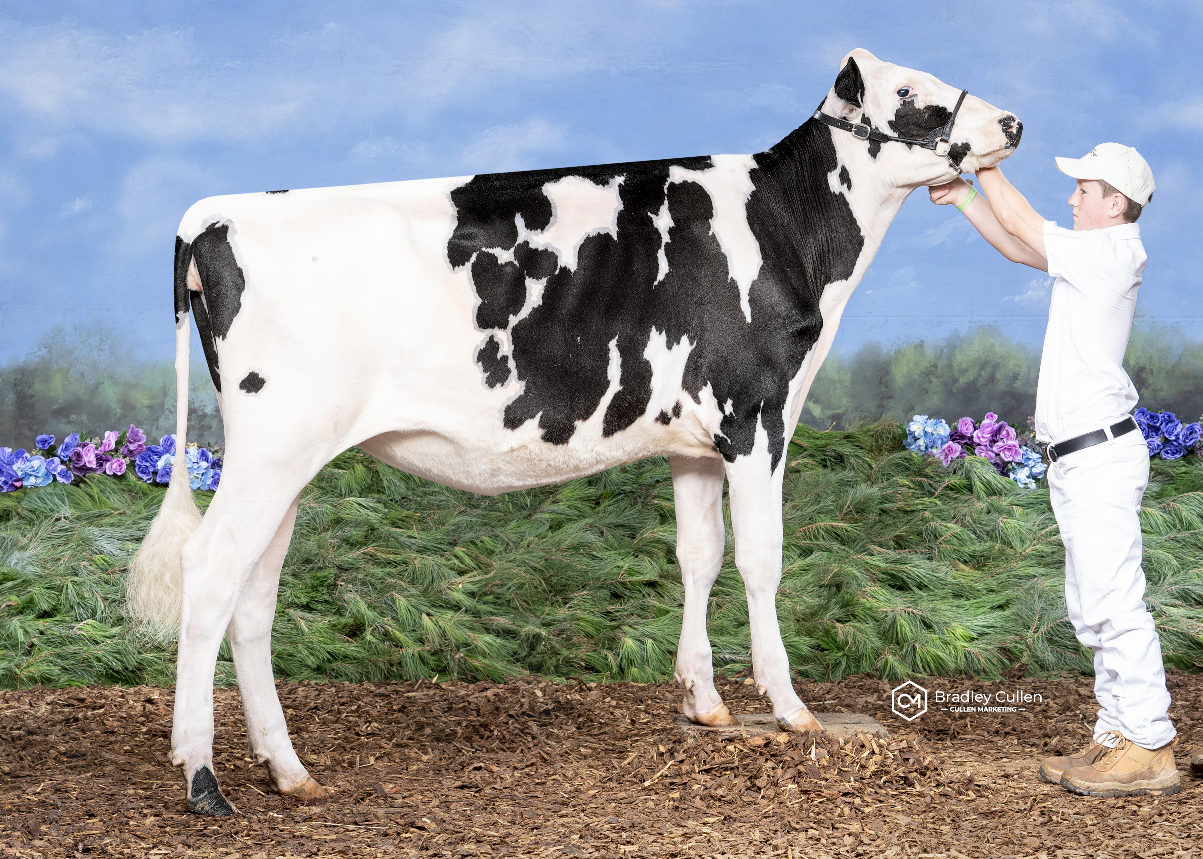 Quality Ridge Lambda Plum