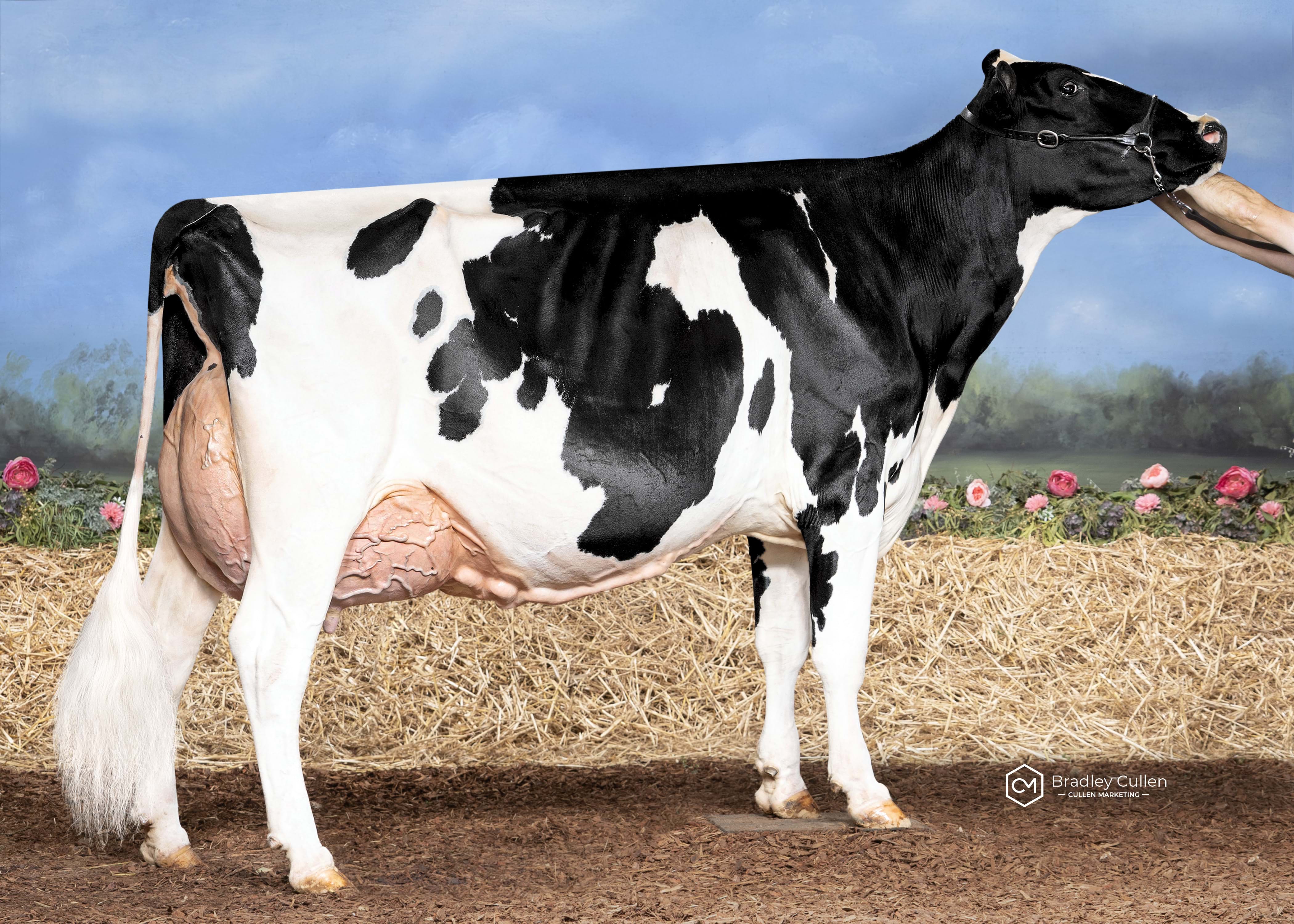 5 Yr Old:
Avonlea Stanleycup Evie