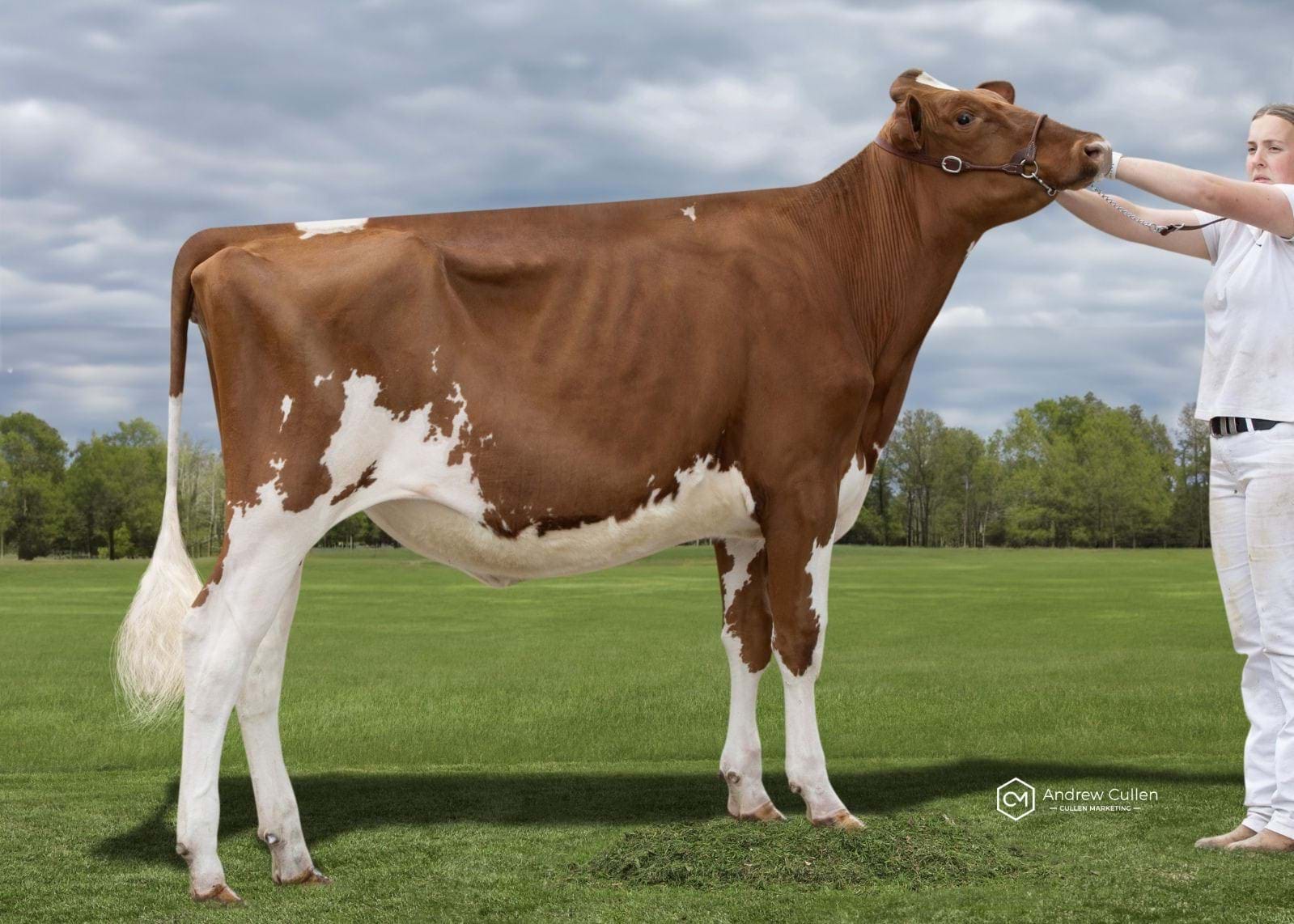 Hightop Warrior Red Fire