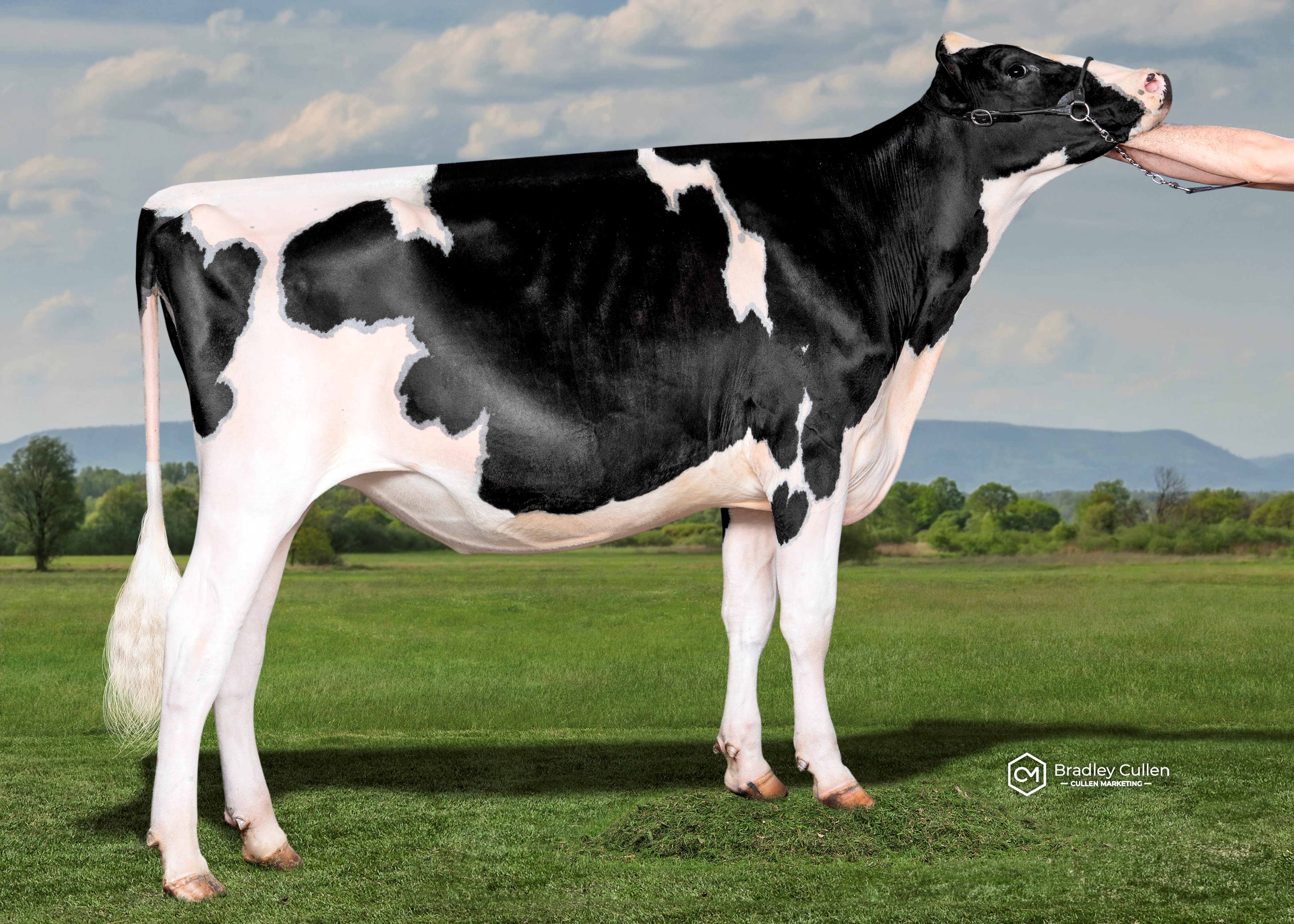 Oxley Vale Lambda Fussy