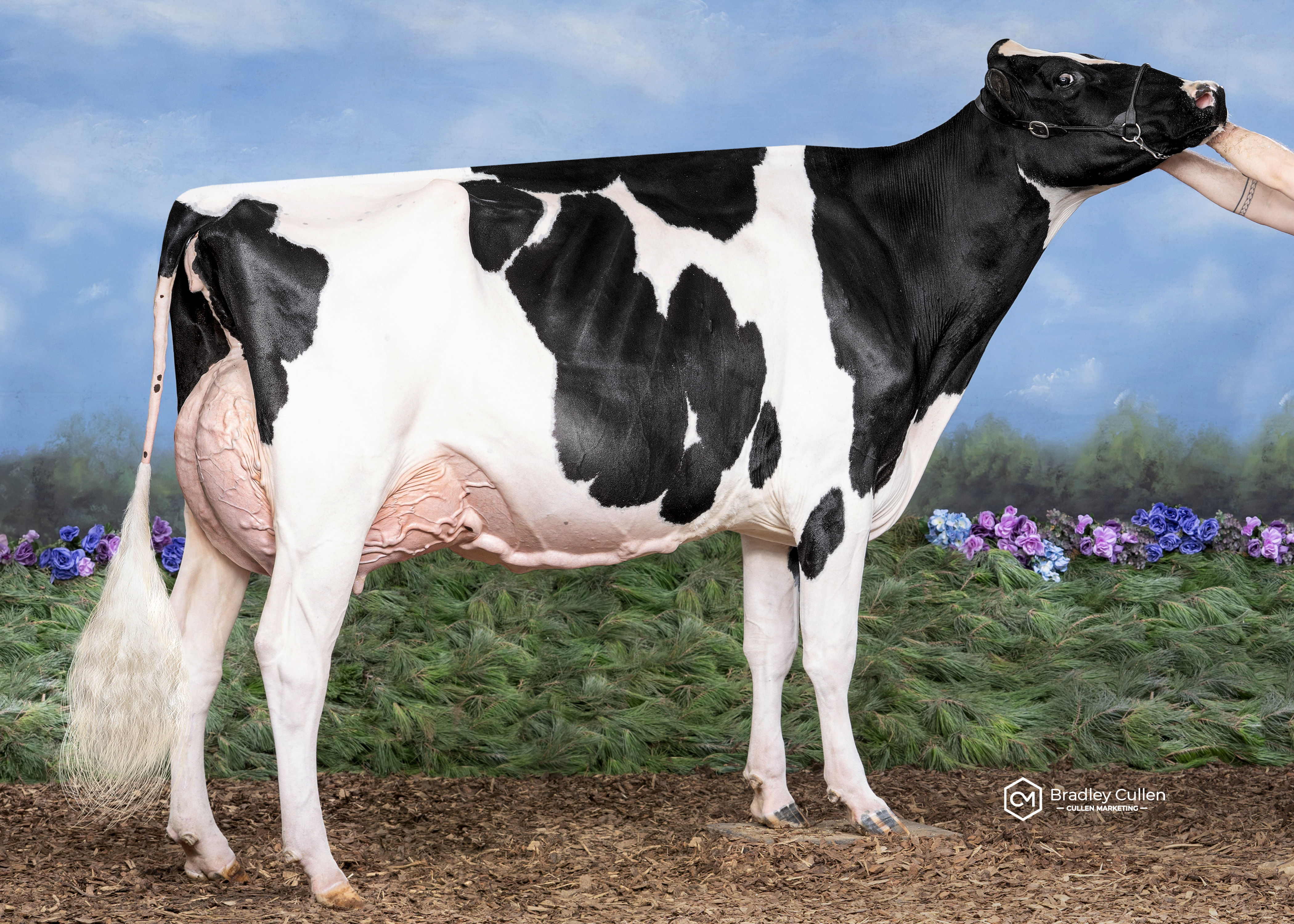 Murribrook Sidekick Cybele