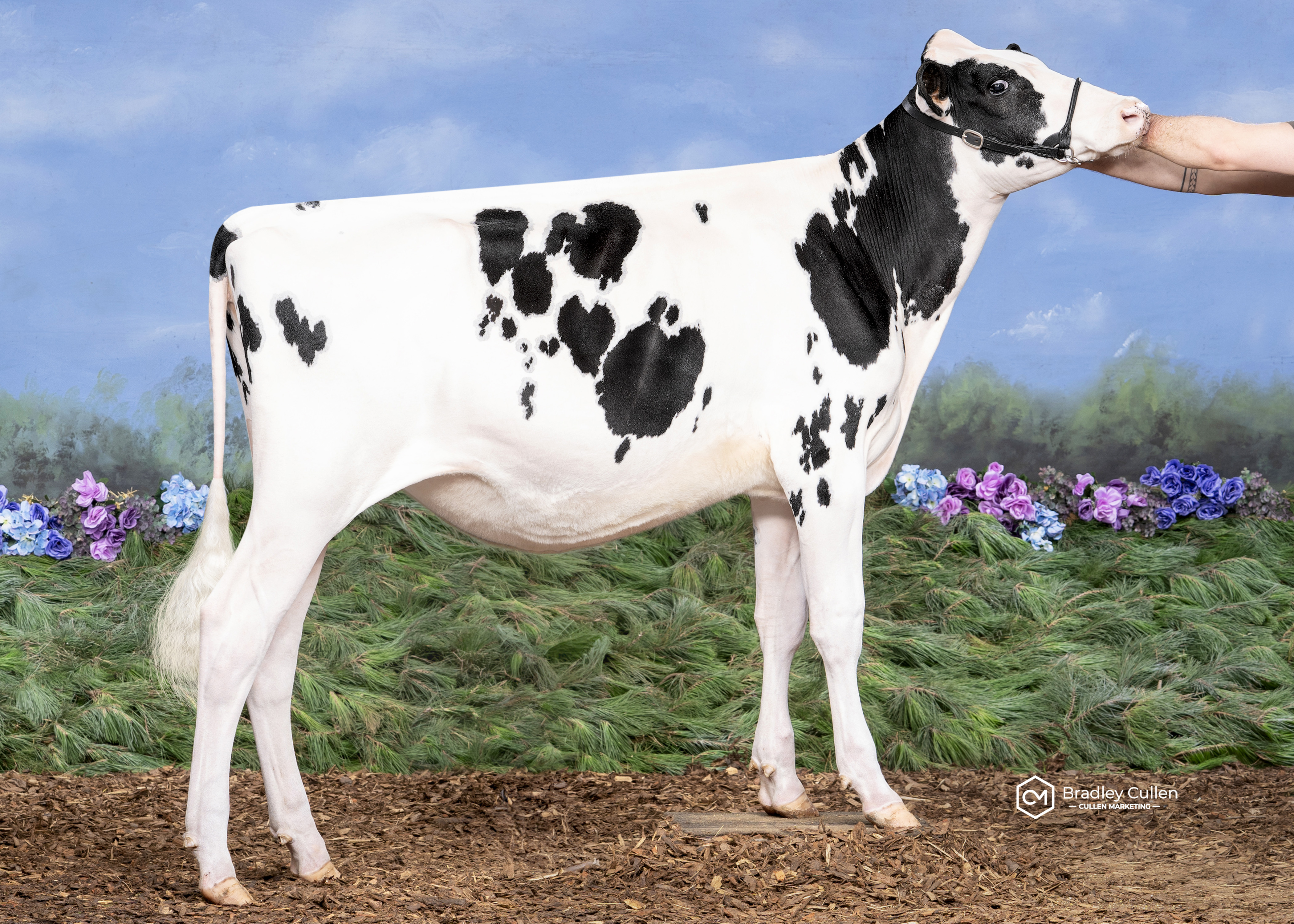 Gorbro Hano O Princess