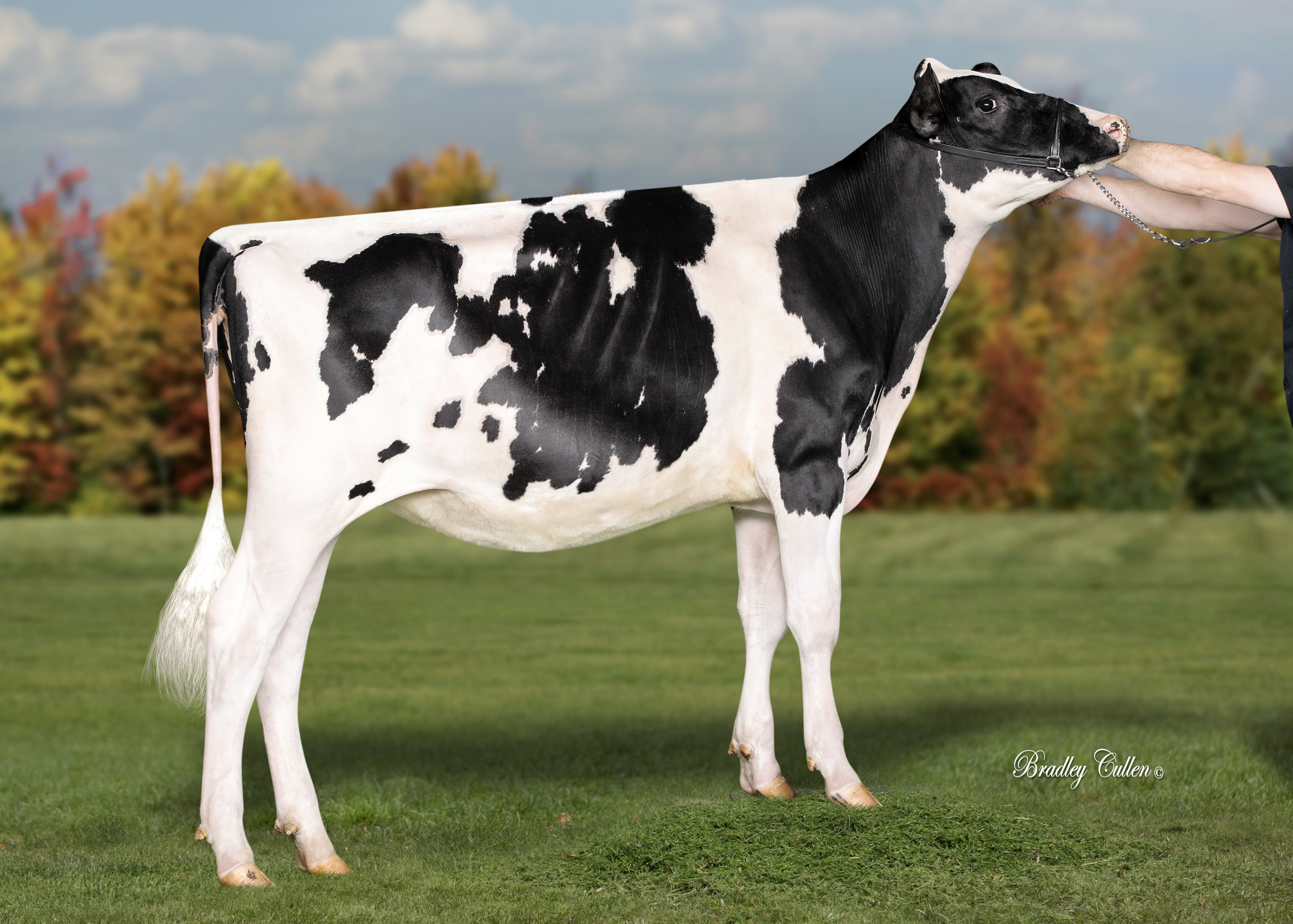 Avonlea Goldsun Evie (Luke Gardiner VIC) Snr Yearling Dry 15 mths & under winner 2020