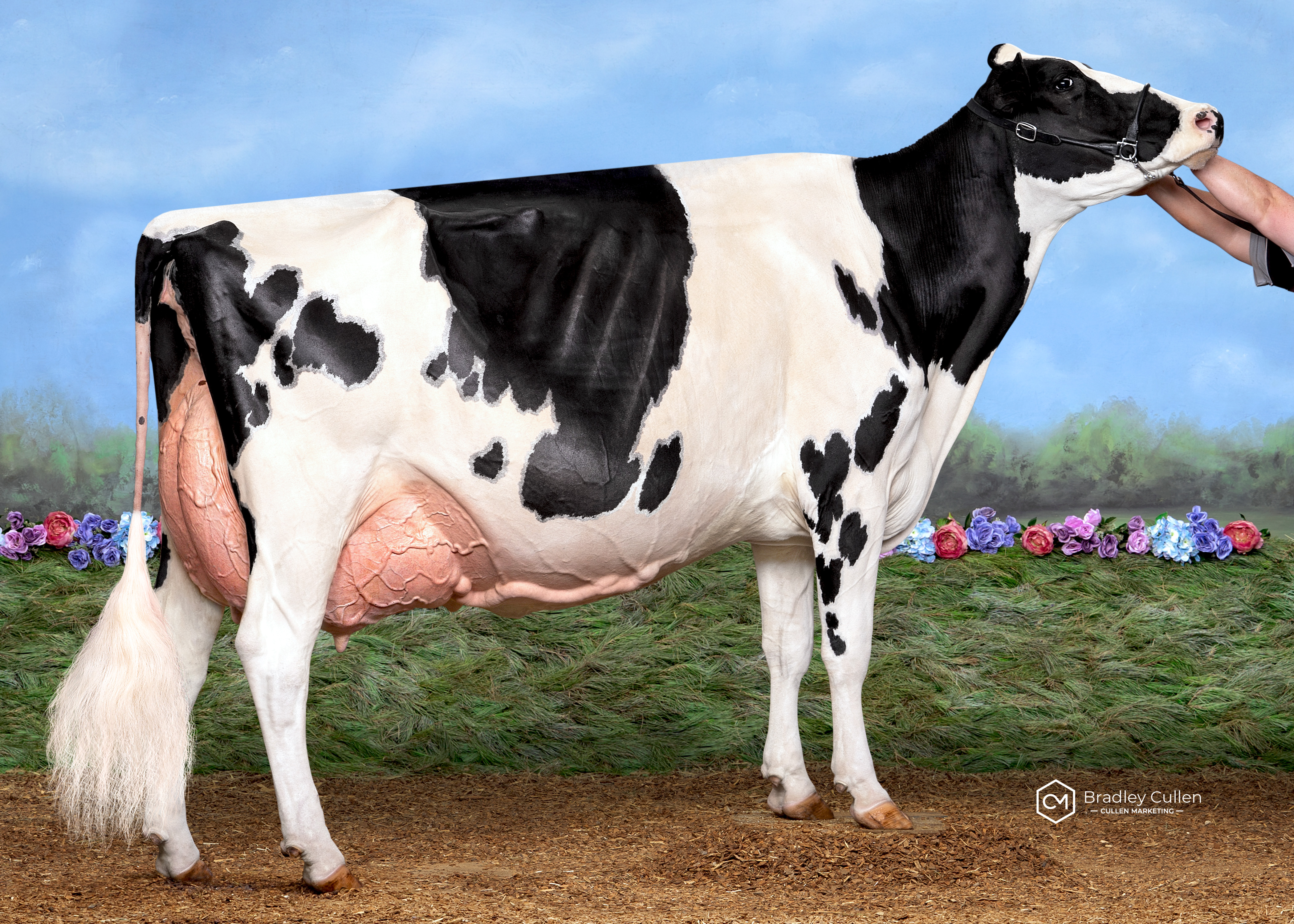 Avonlea-YF Windbrook Cinnamon-ET