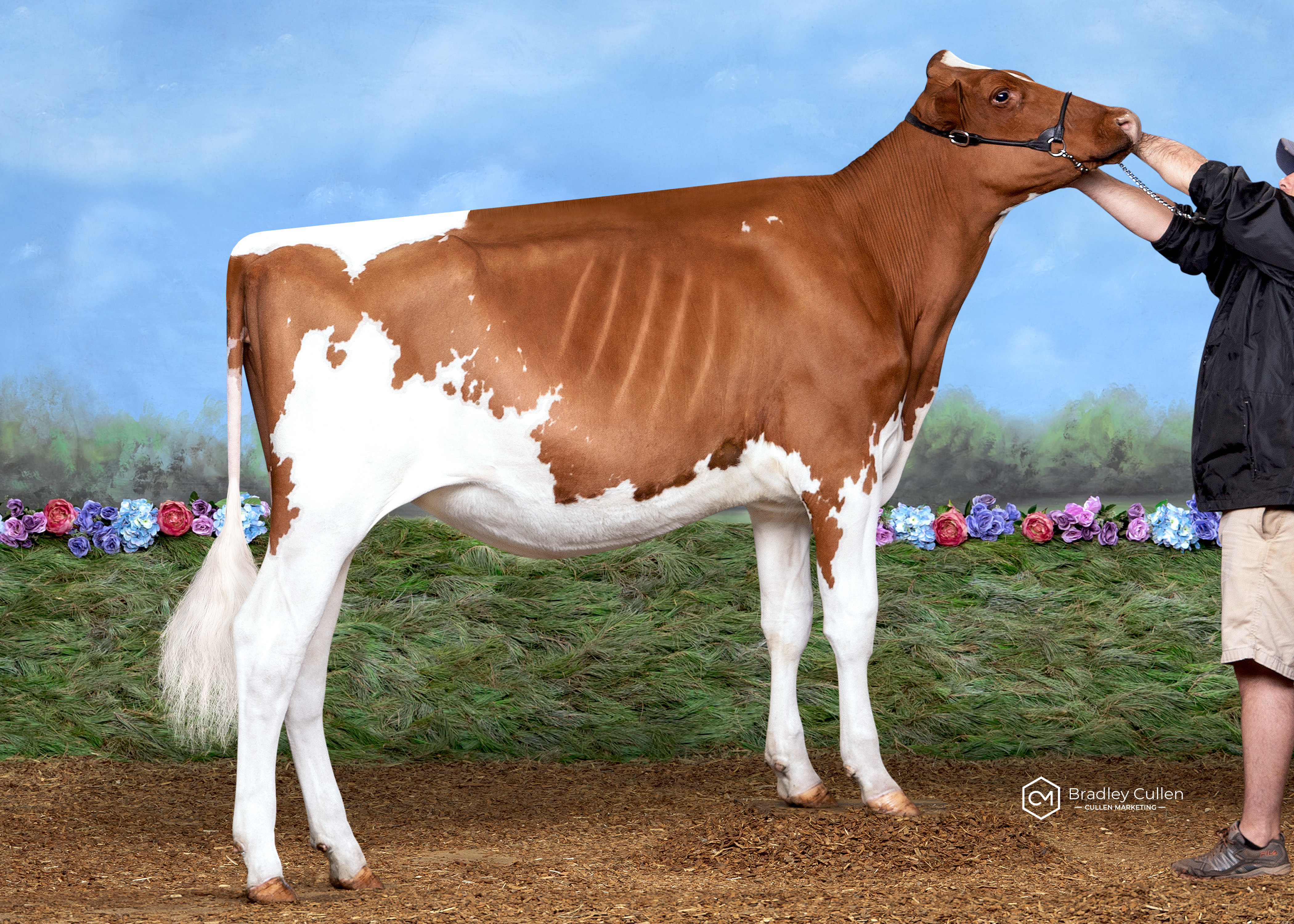 Cherrylock BH Apple Cider-Red G B & M M ANDERSON/G Hardgraves/D Schirm/F & D Borba) Snr Yearling over 15 mths winner 2020