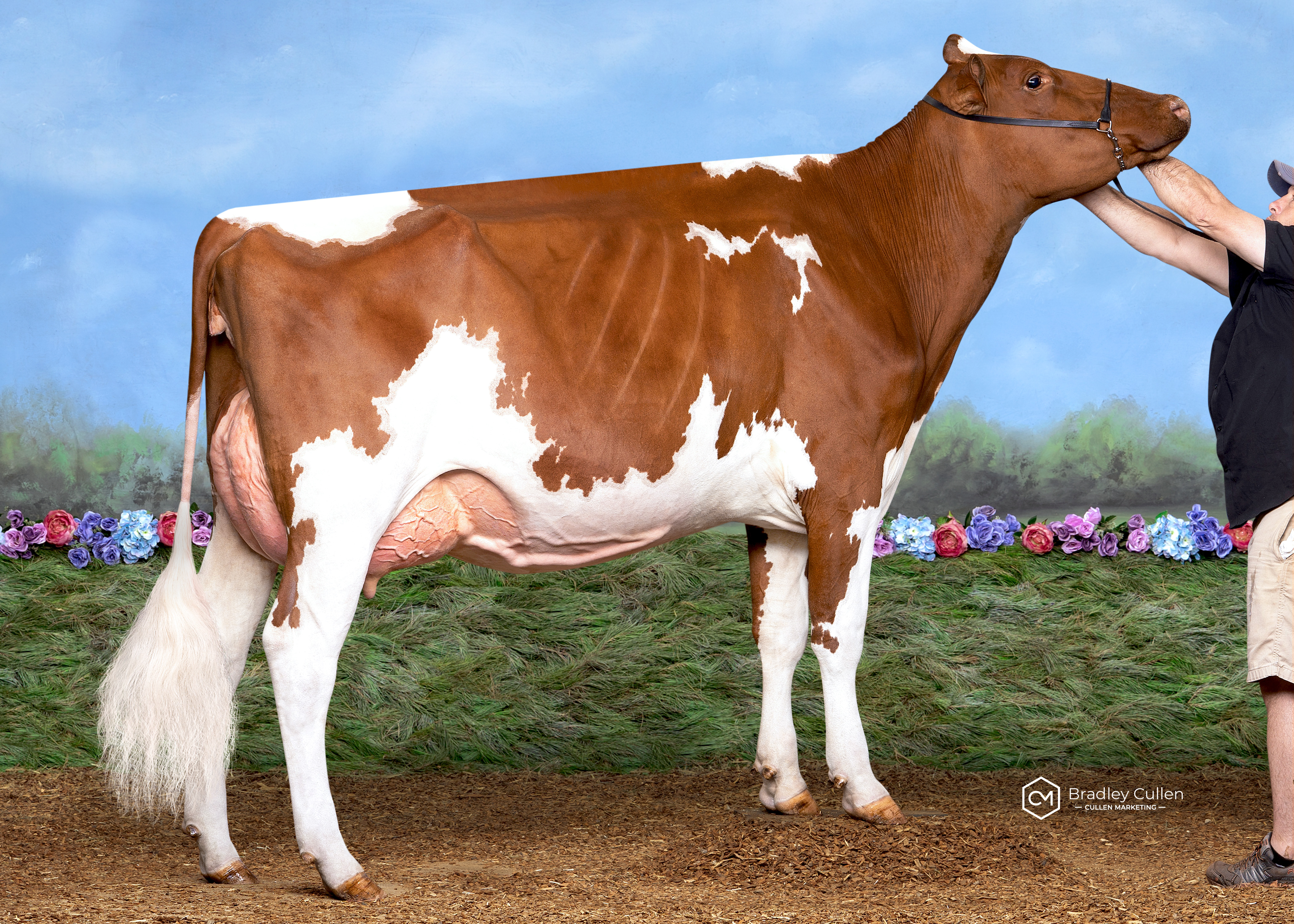 Eclipse Avalanche Delight-RED (R&R Walmsley SA) 2 year old in milk 30 mths & under winner 2020