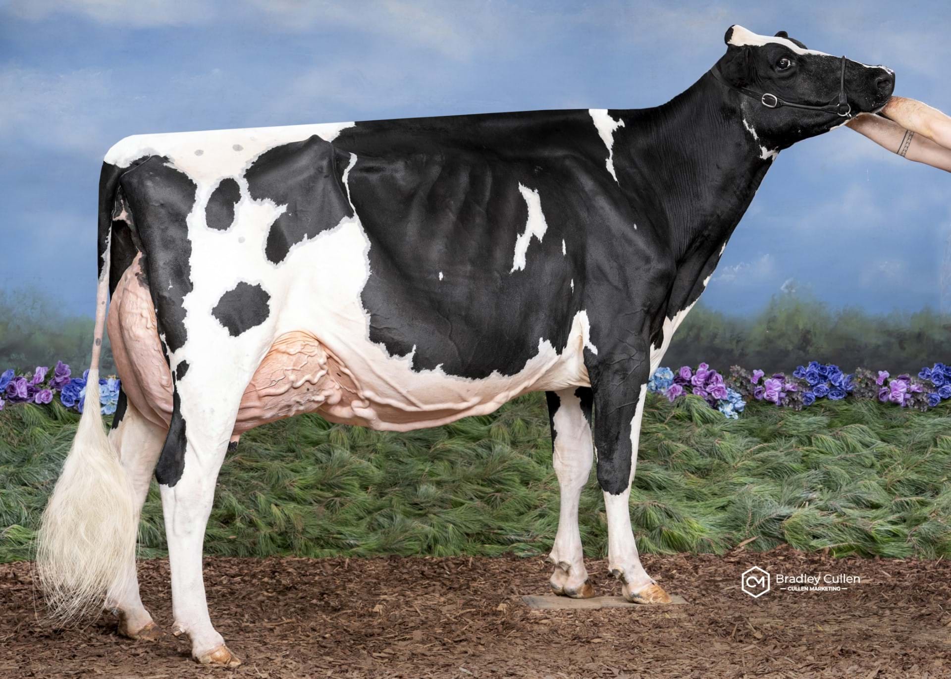 Instyle Solomon Dahlia