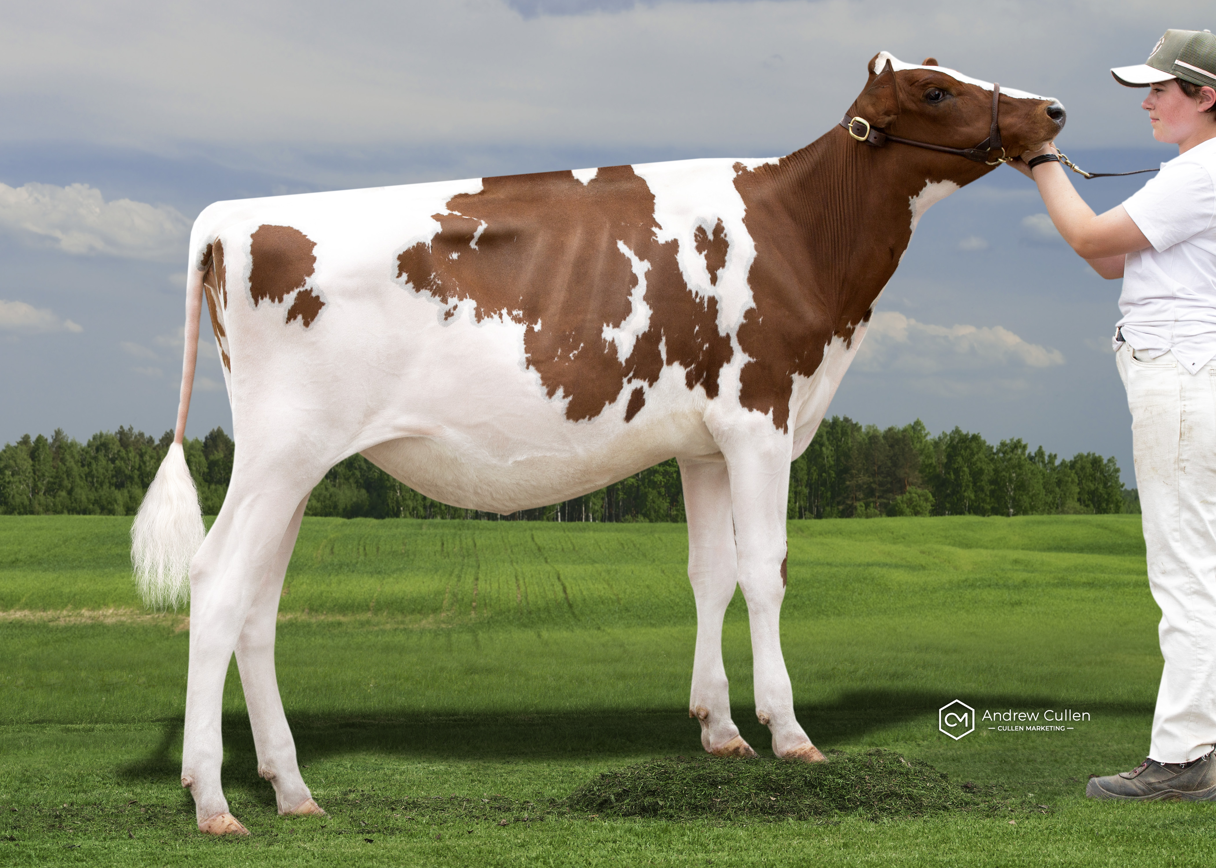 RESERVE - Mitch Moovin Barbara-RED