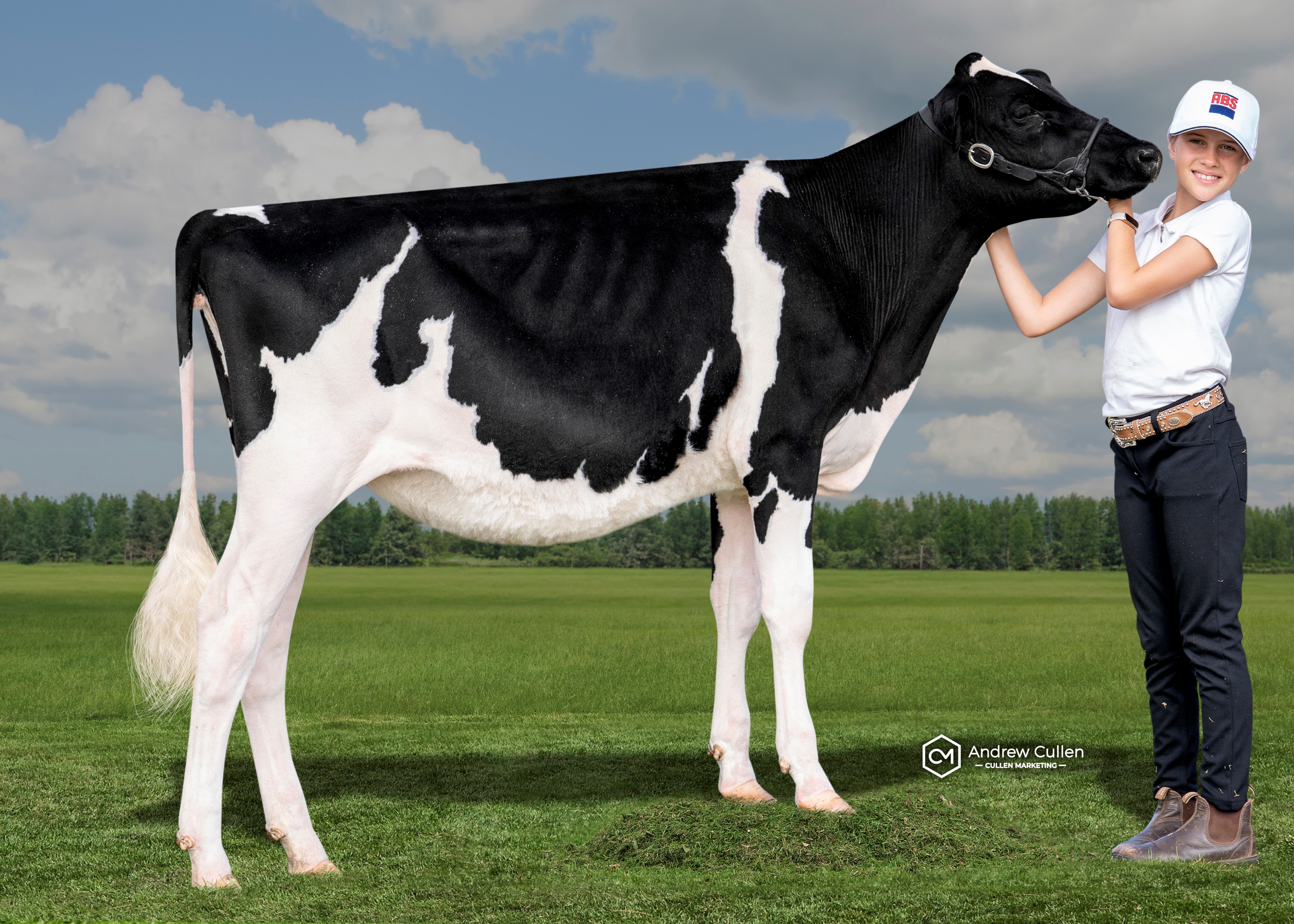 Angelis Chief Ladylike