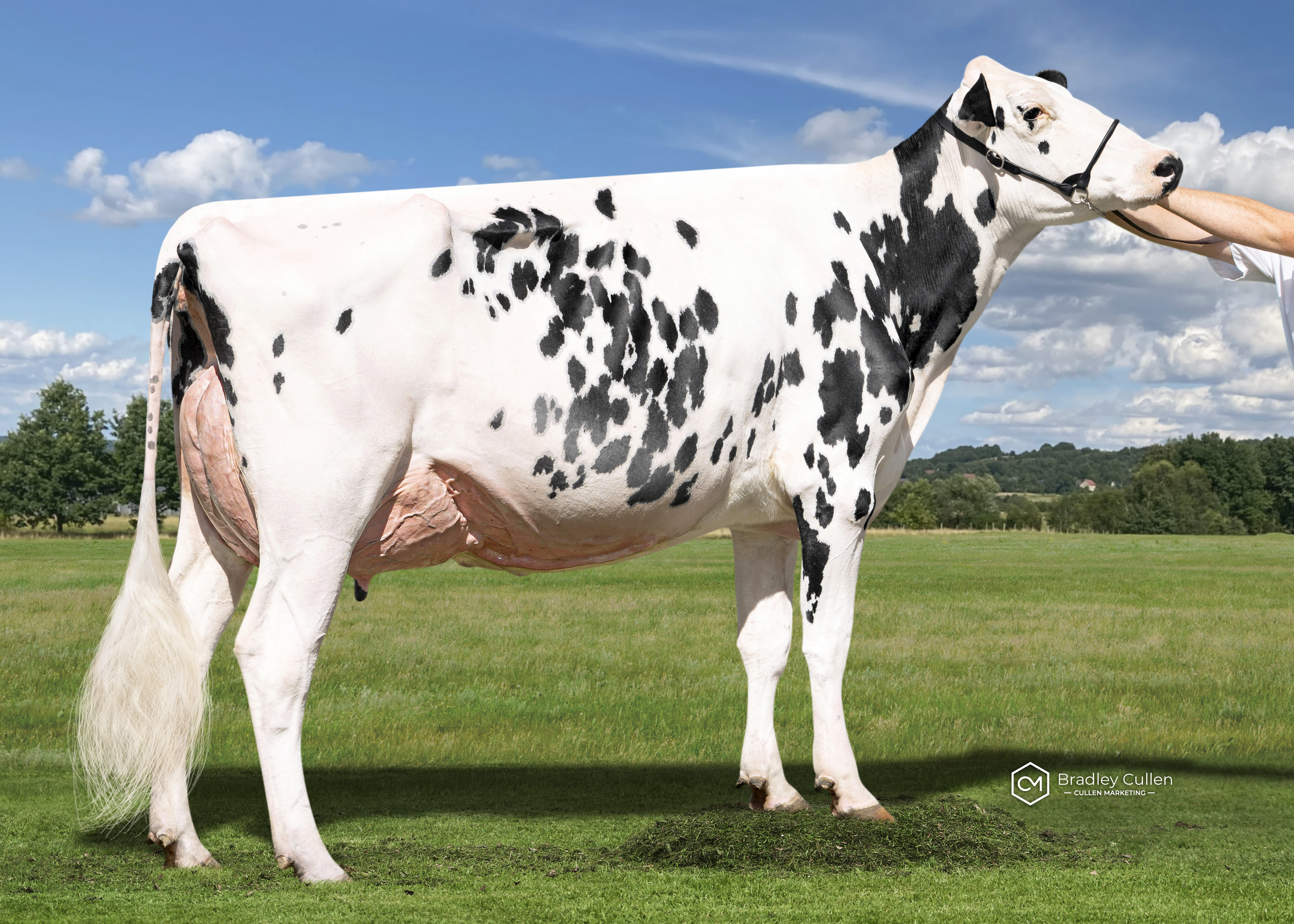 Gorbro Crushabull Jessica-ET