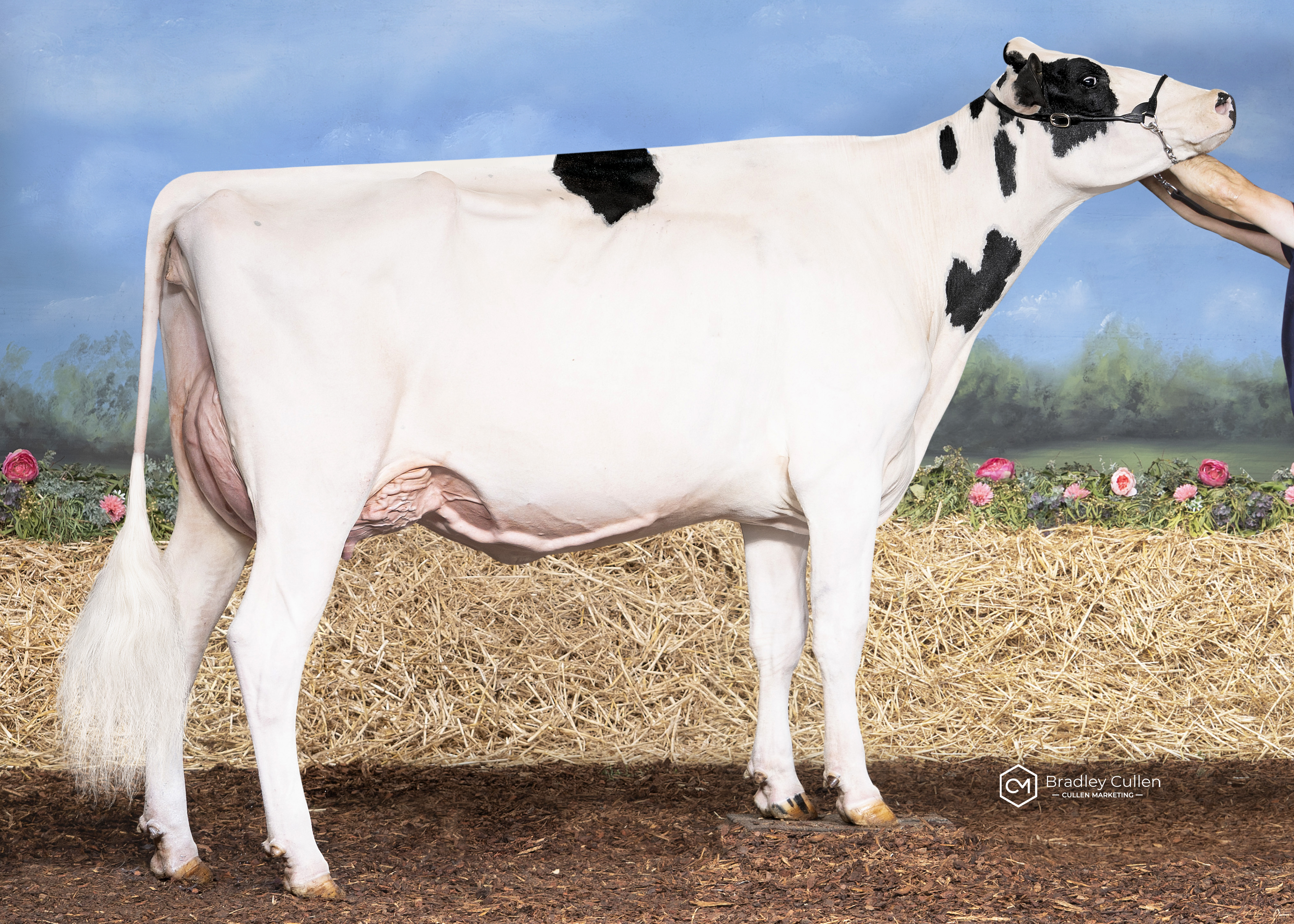 RESERVE - Gorbro Sideking Unbelieveable