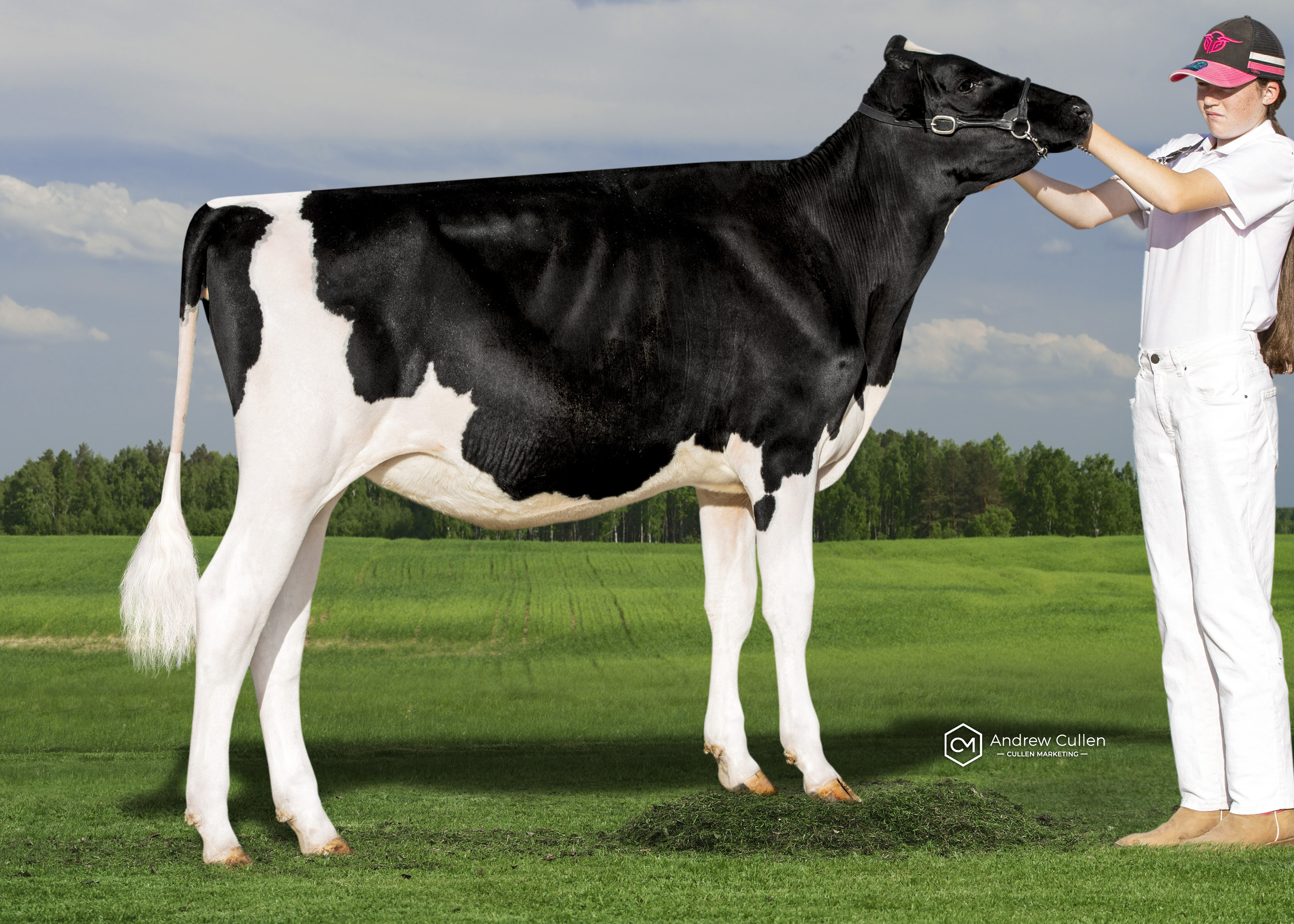 WINNER - Mitch Davinci Cretonne