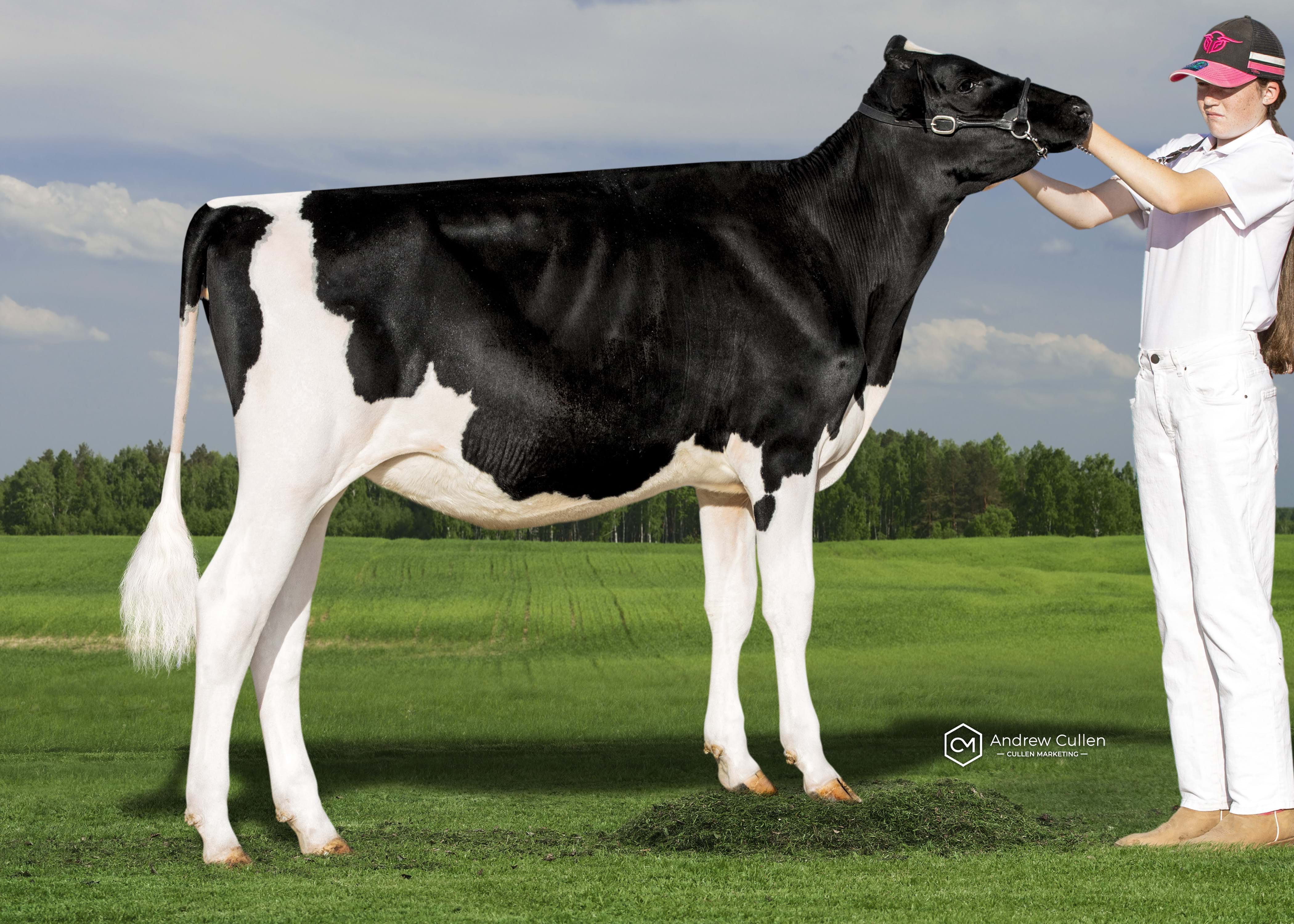 Youth Heifer Class: 
Mitch Davinci Cretonne