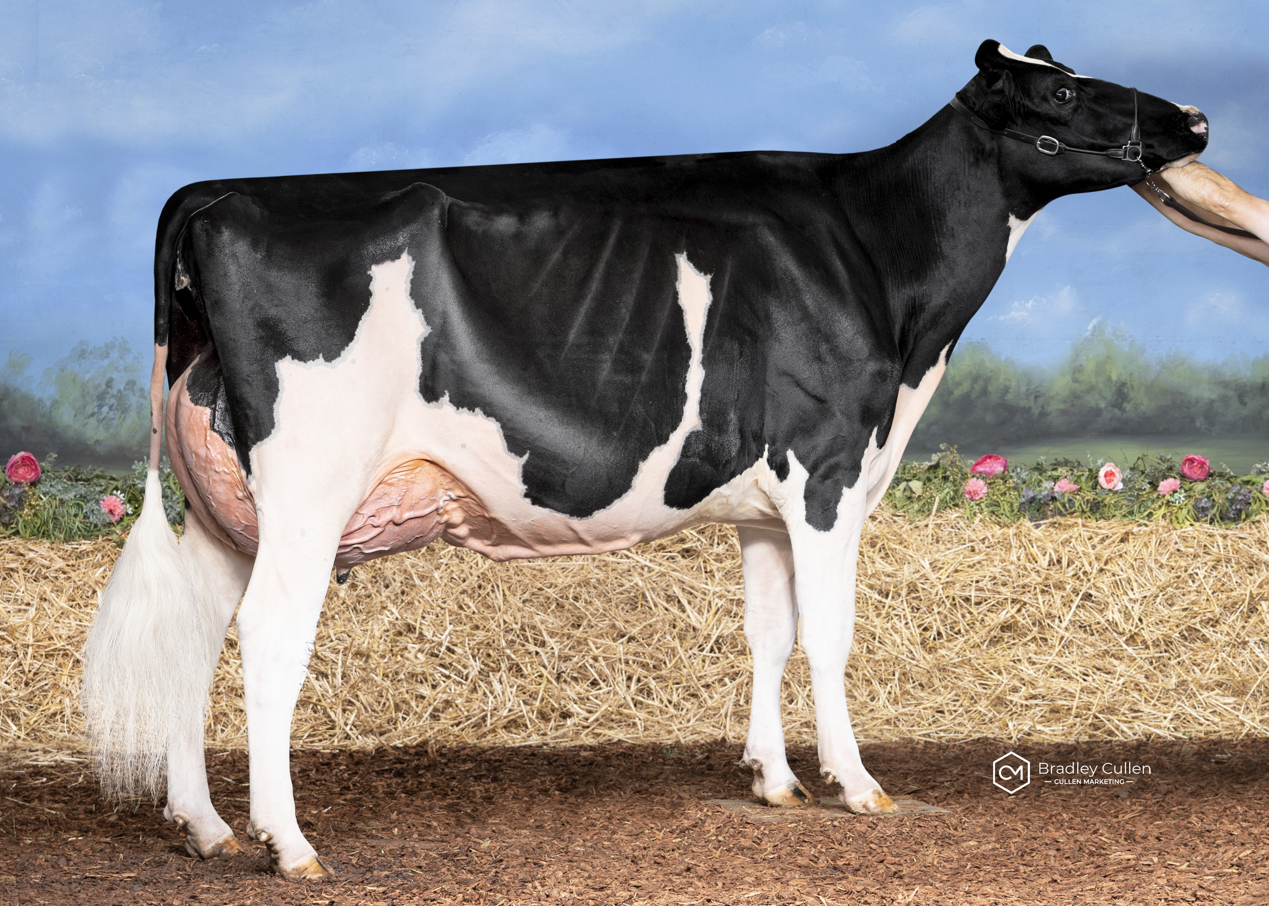 4TH - Avonlea-YF Sunlight Connie