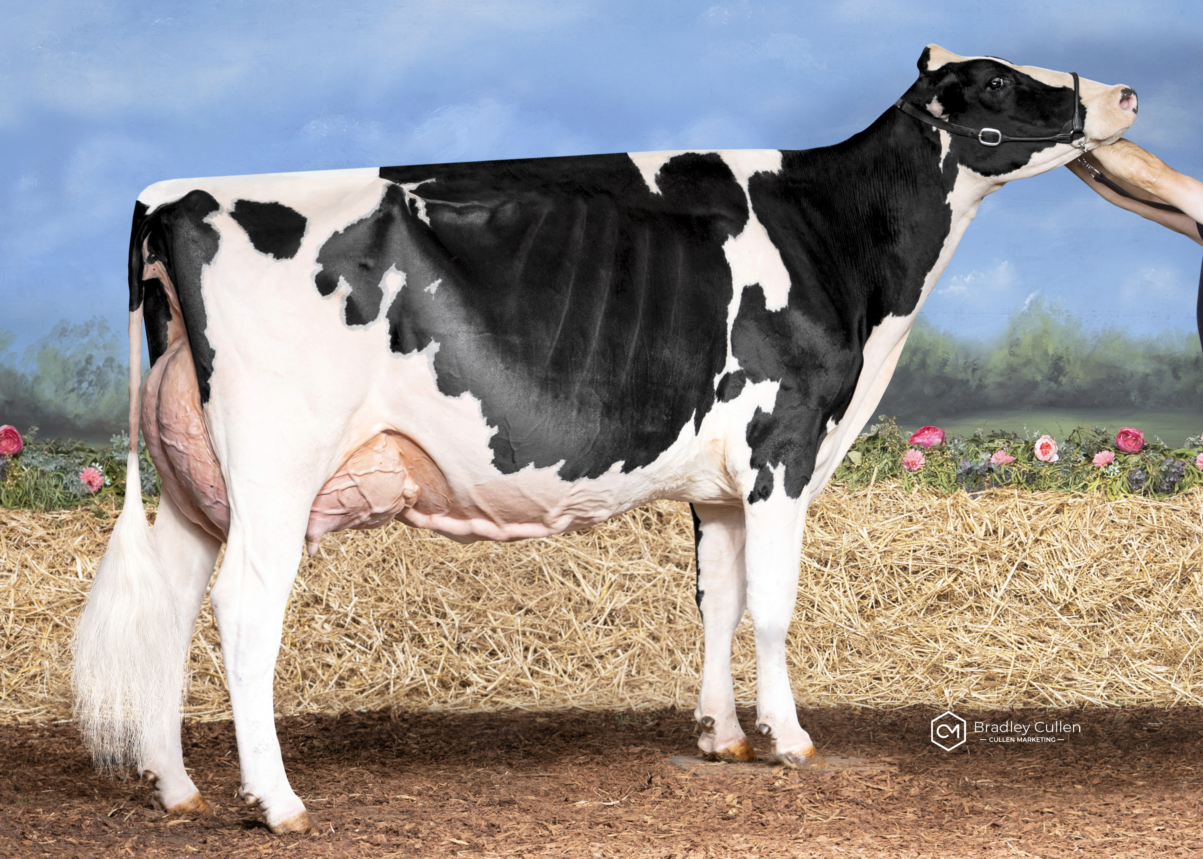 4TH - Windy View Chief Justine