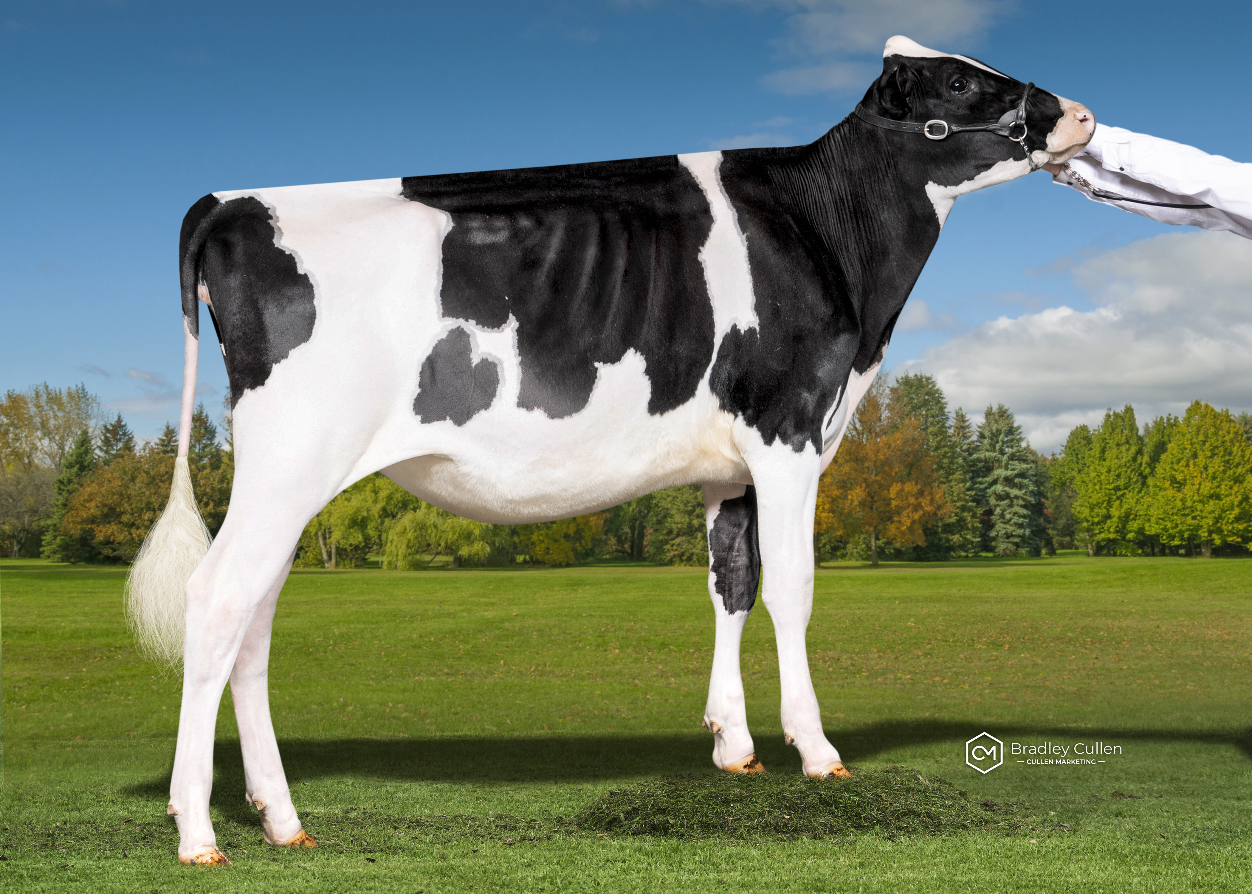 RESERVE - Gorbro Jagger Mayeth