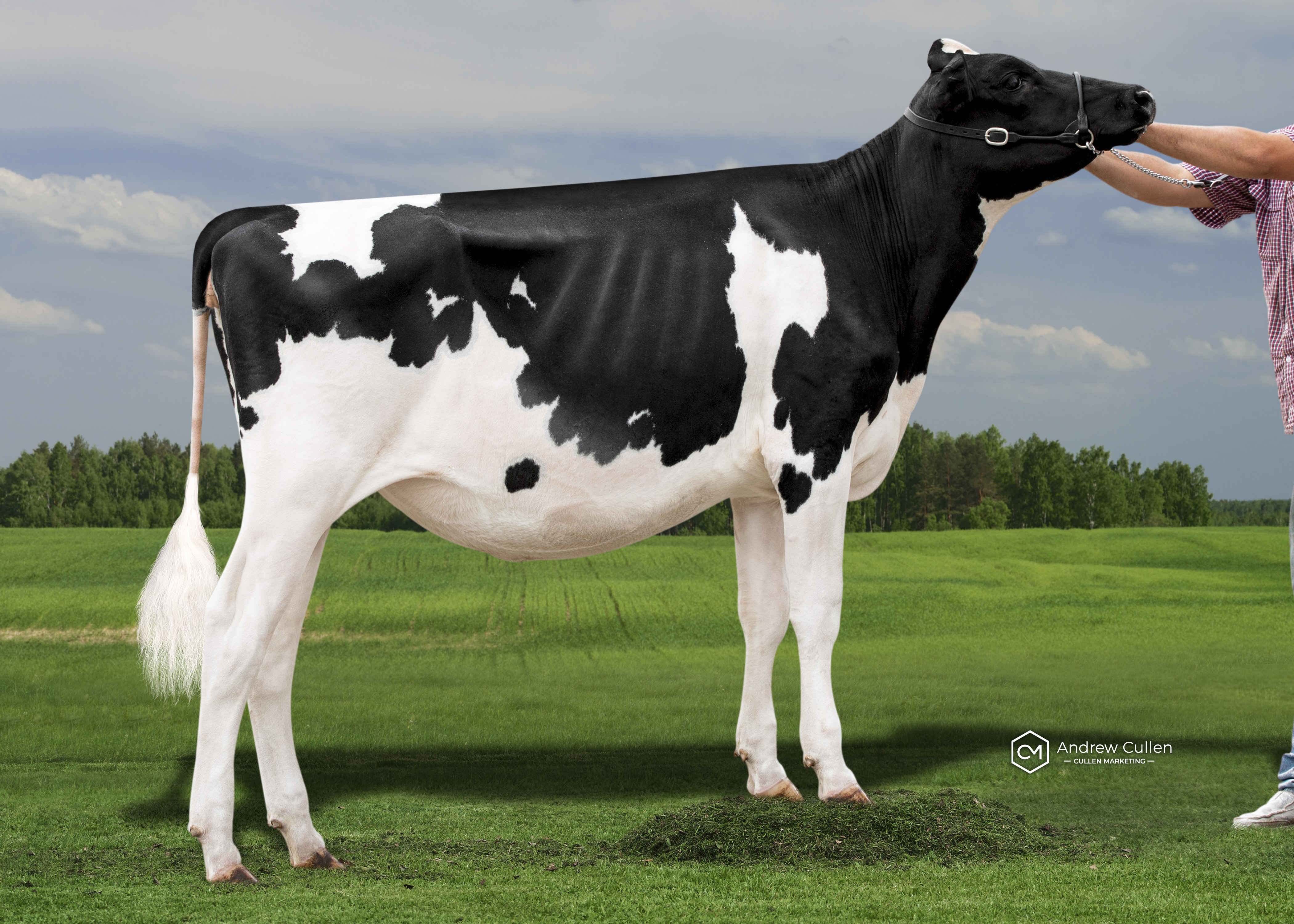 5TH - Mitch Davinci Berri