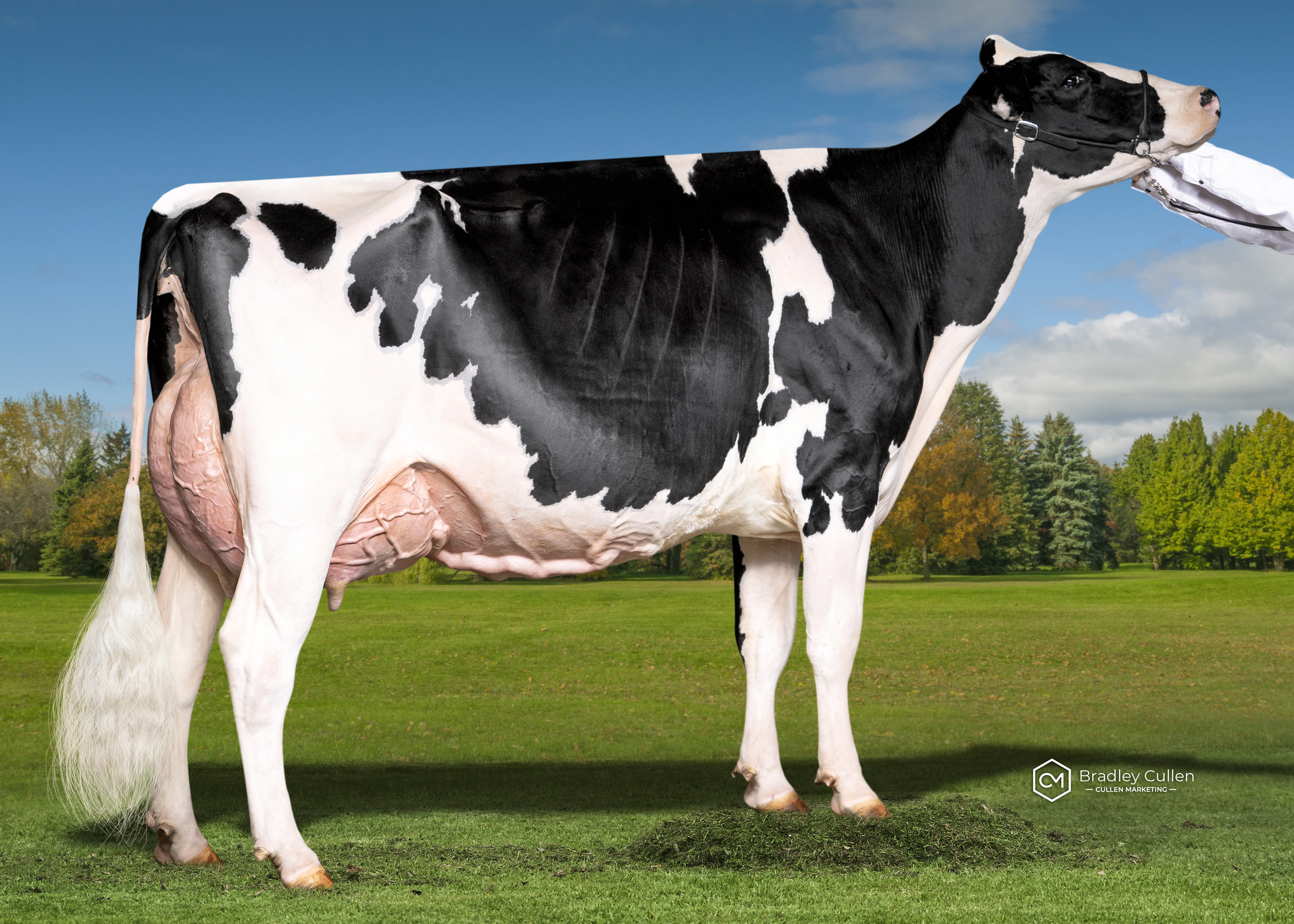 4TH - Windy View Chief Justine