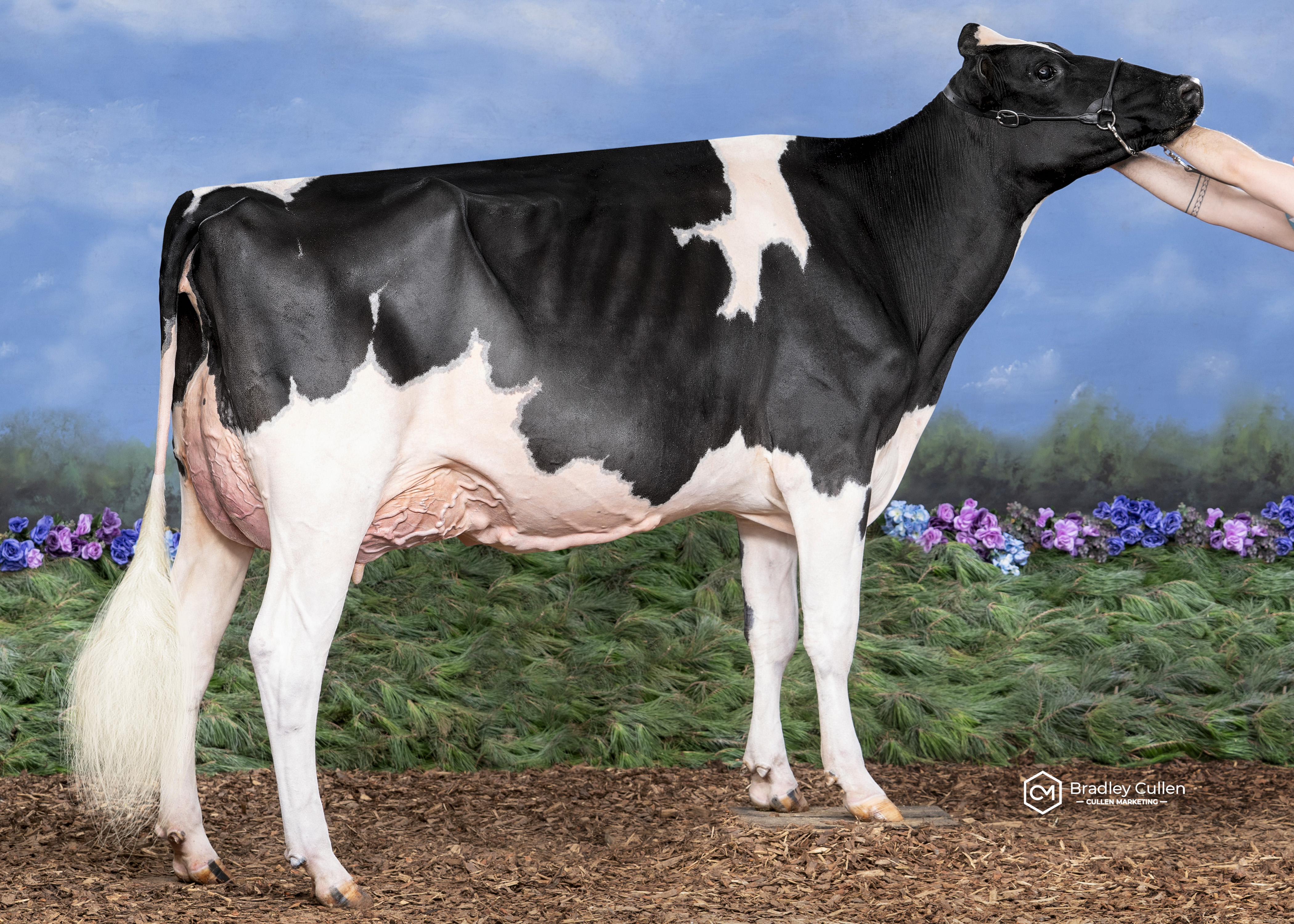 Avonlea Sidekick Anna 2nd-ET