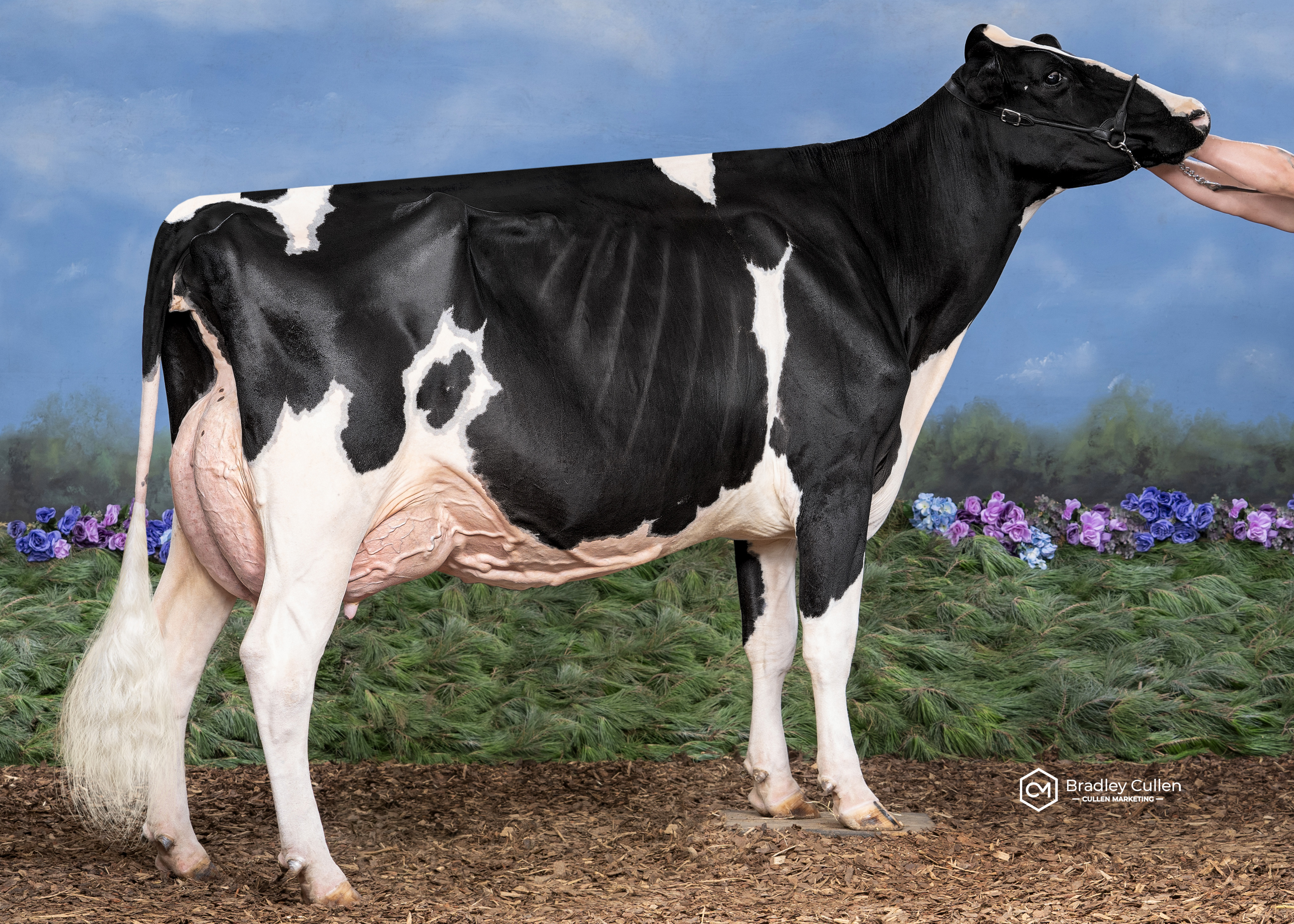 HL-Starcrest Samite Marty