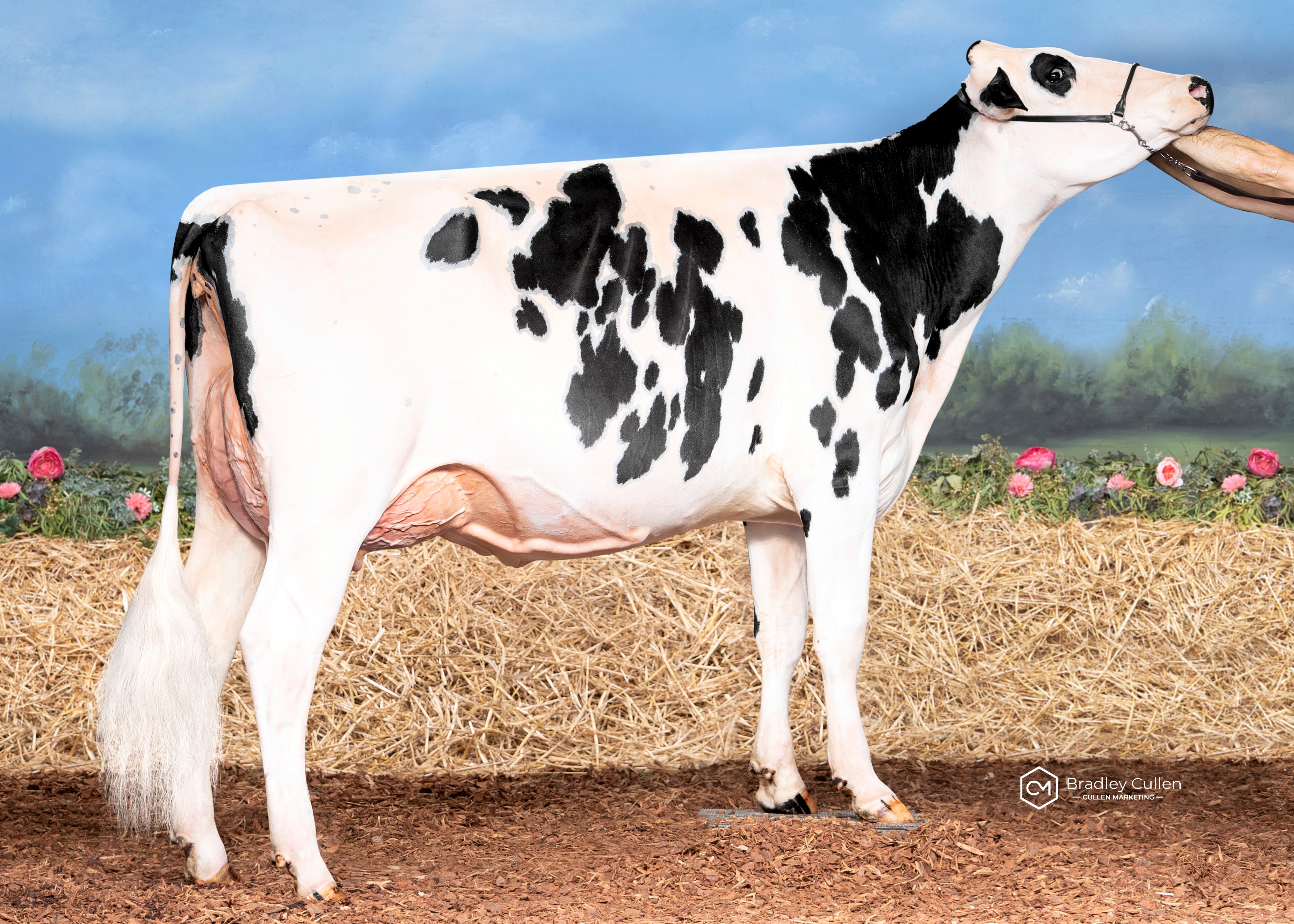 HM - Benlargo Crushabull Noni