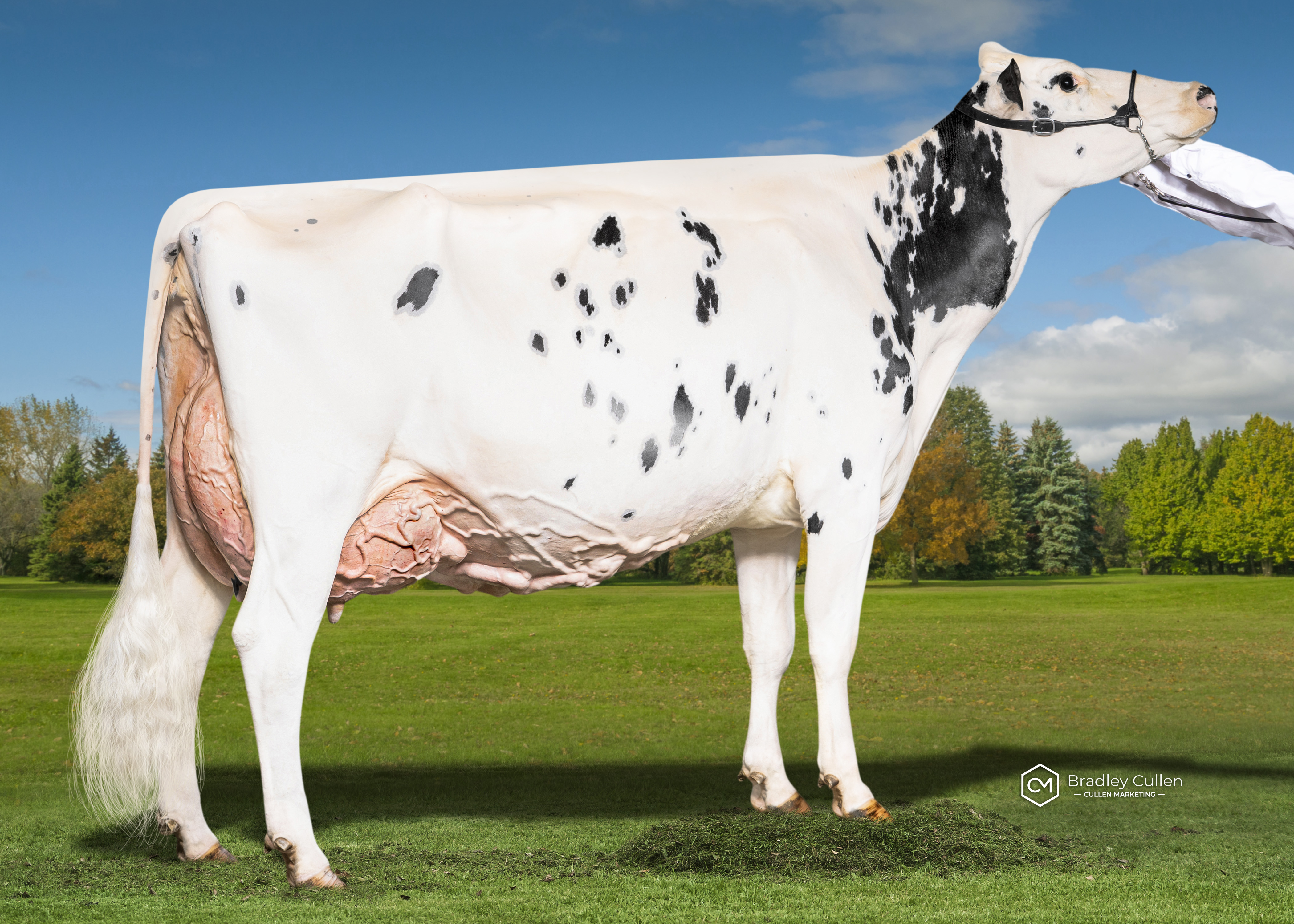 RESERVE - Benlargo Elijah Ding