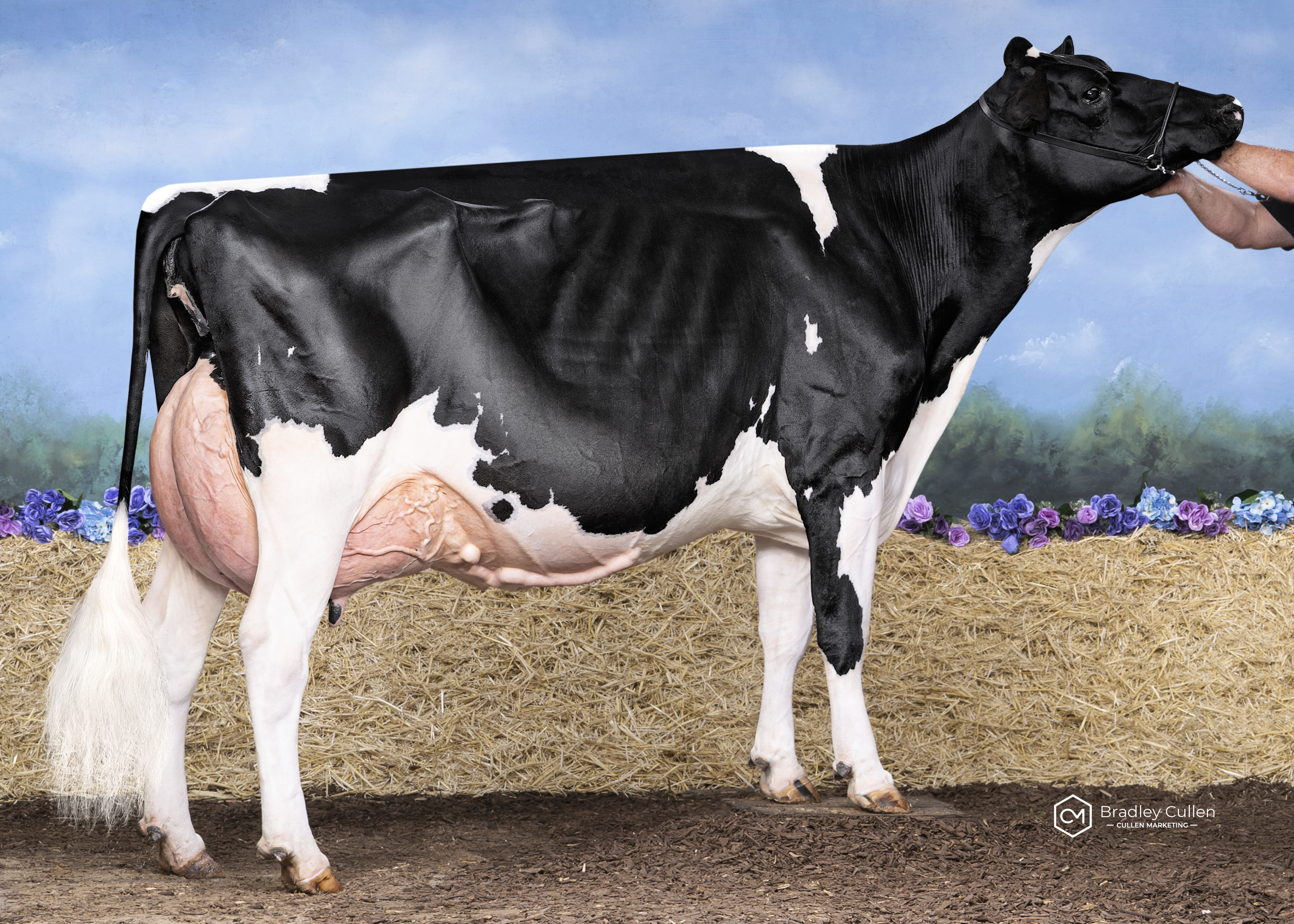 5 Year Old - In Milk