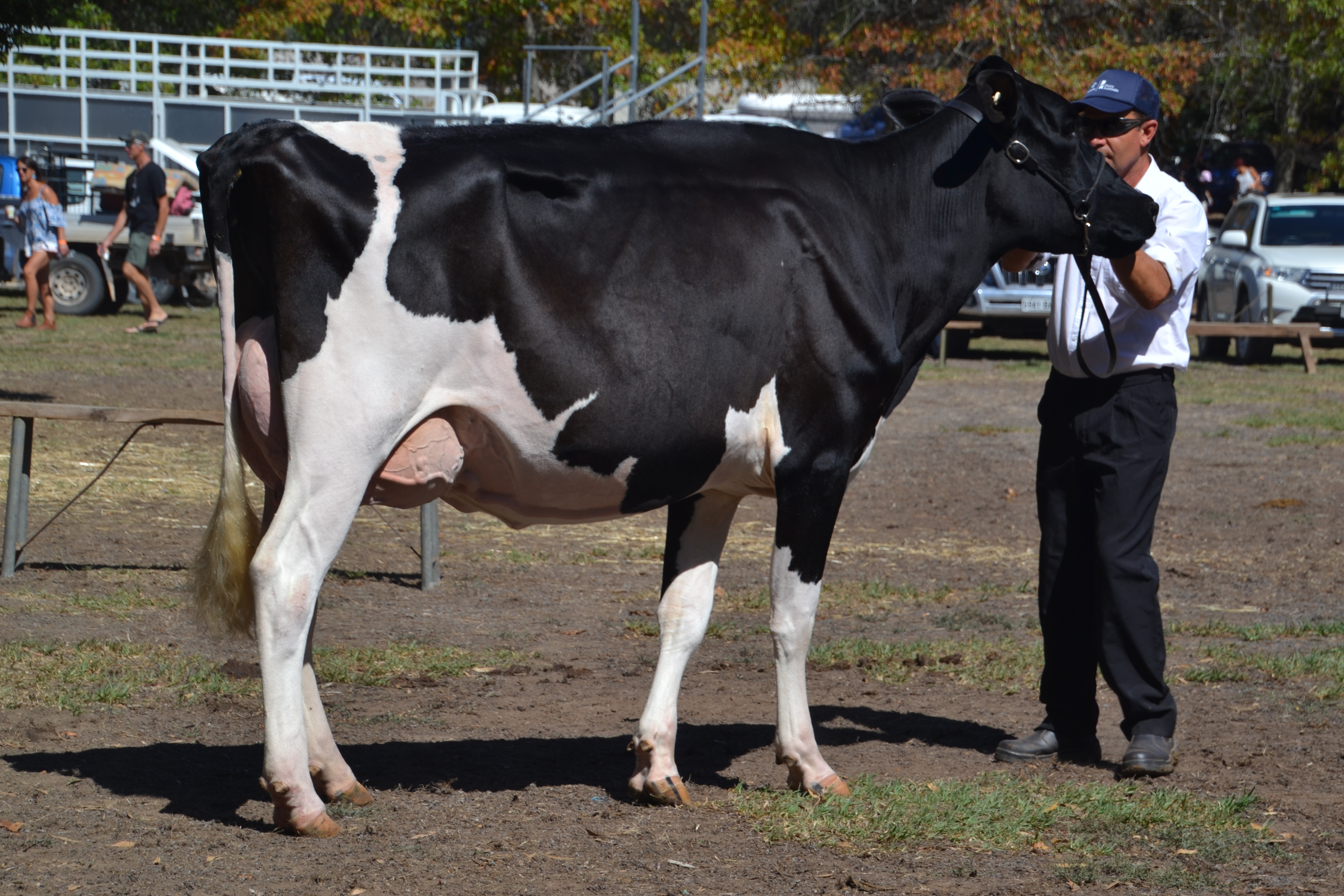 Glenunga Barossa Whynot