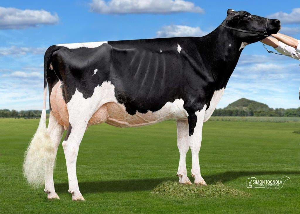 Bevandale Imac Paige