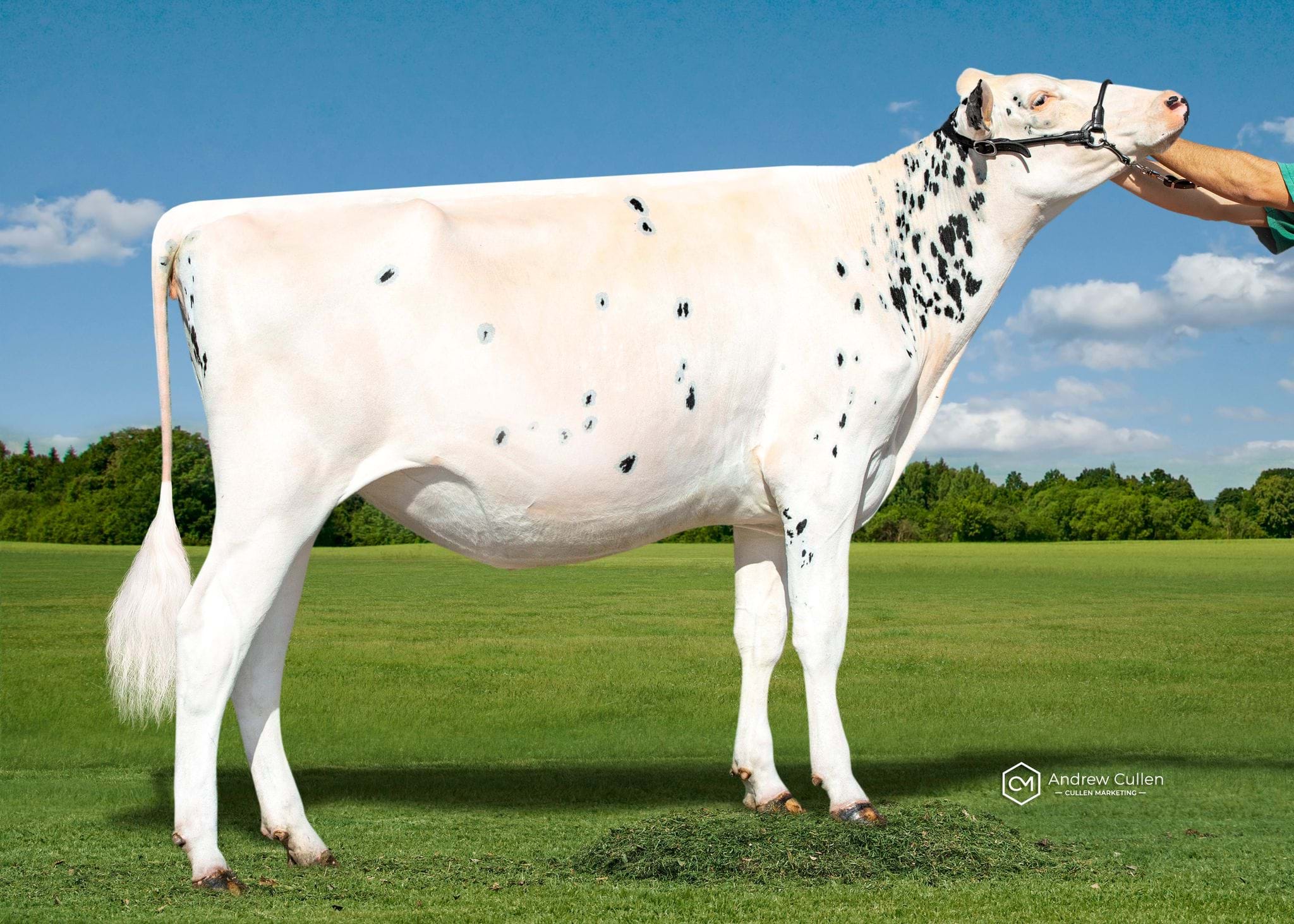 HM - Wyoming Chief Baronova